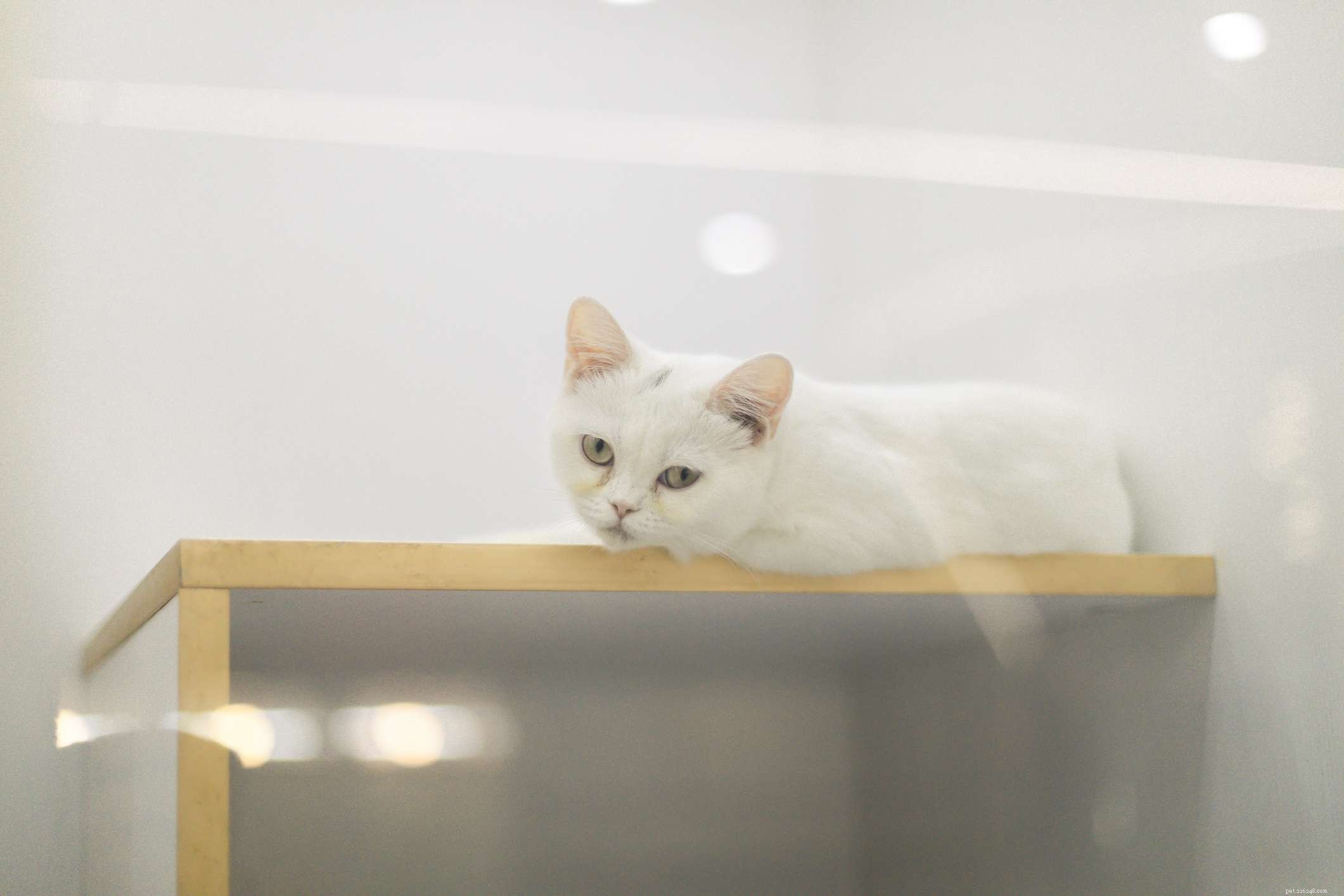 Top 10 British Cat Breeds: Elegance, Loyalty, and Distinctive Charm