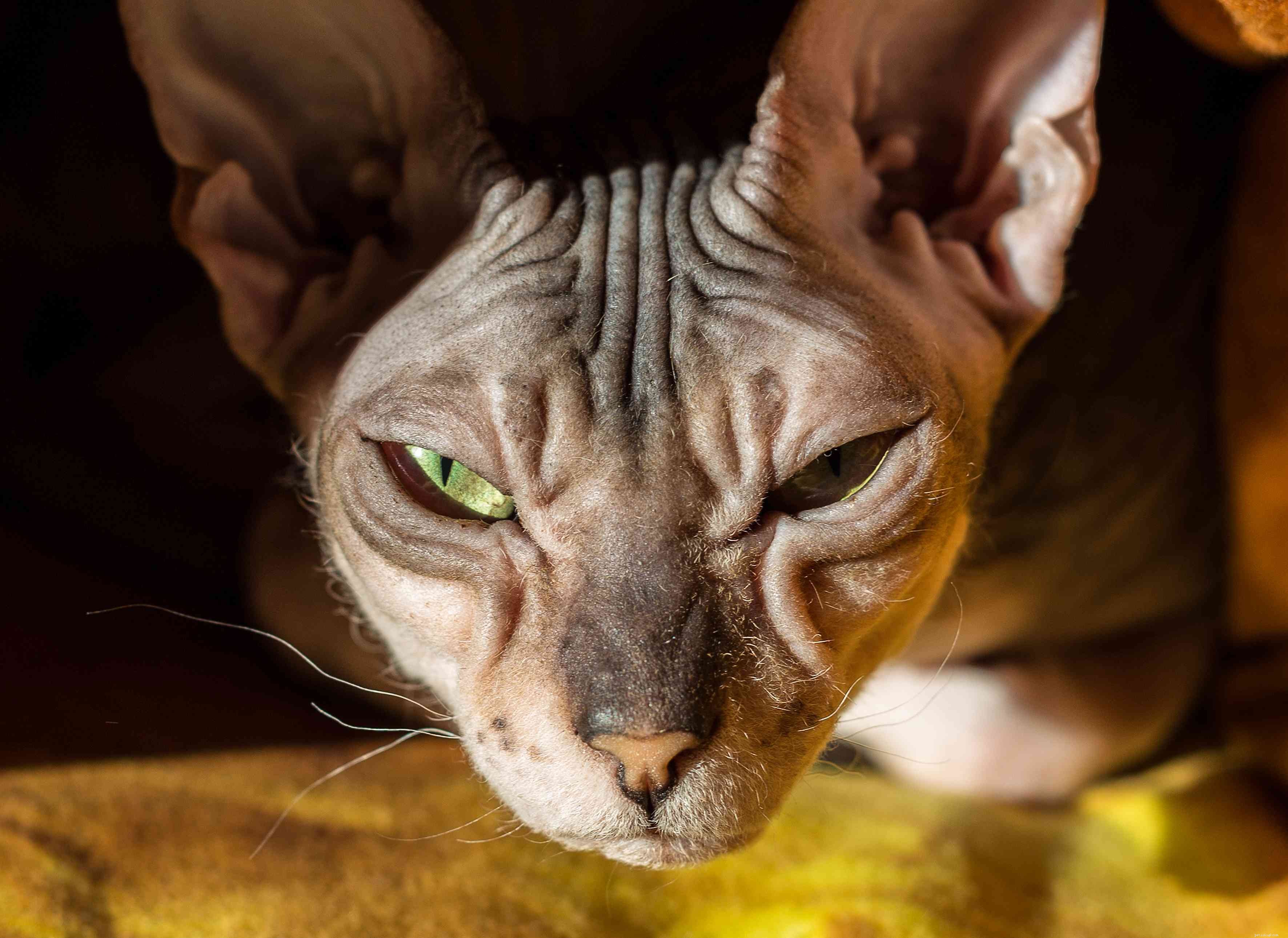 Top 10 Russian Cat Breeds: From Classic to Rare