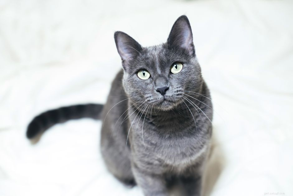 Top 10 Russian Cat Breeds: From Classic to Rare
