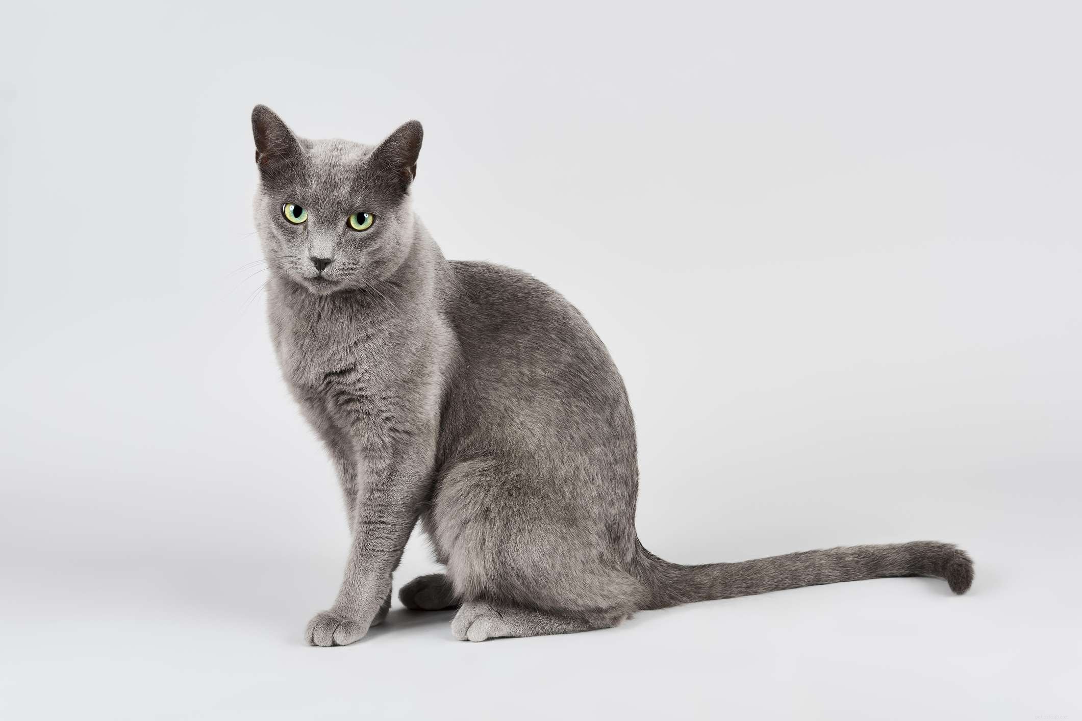 Top 10 Russian Cat Breeds: From Classic to Rare