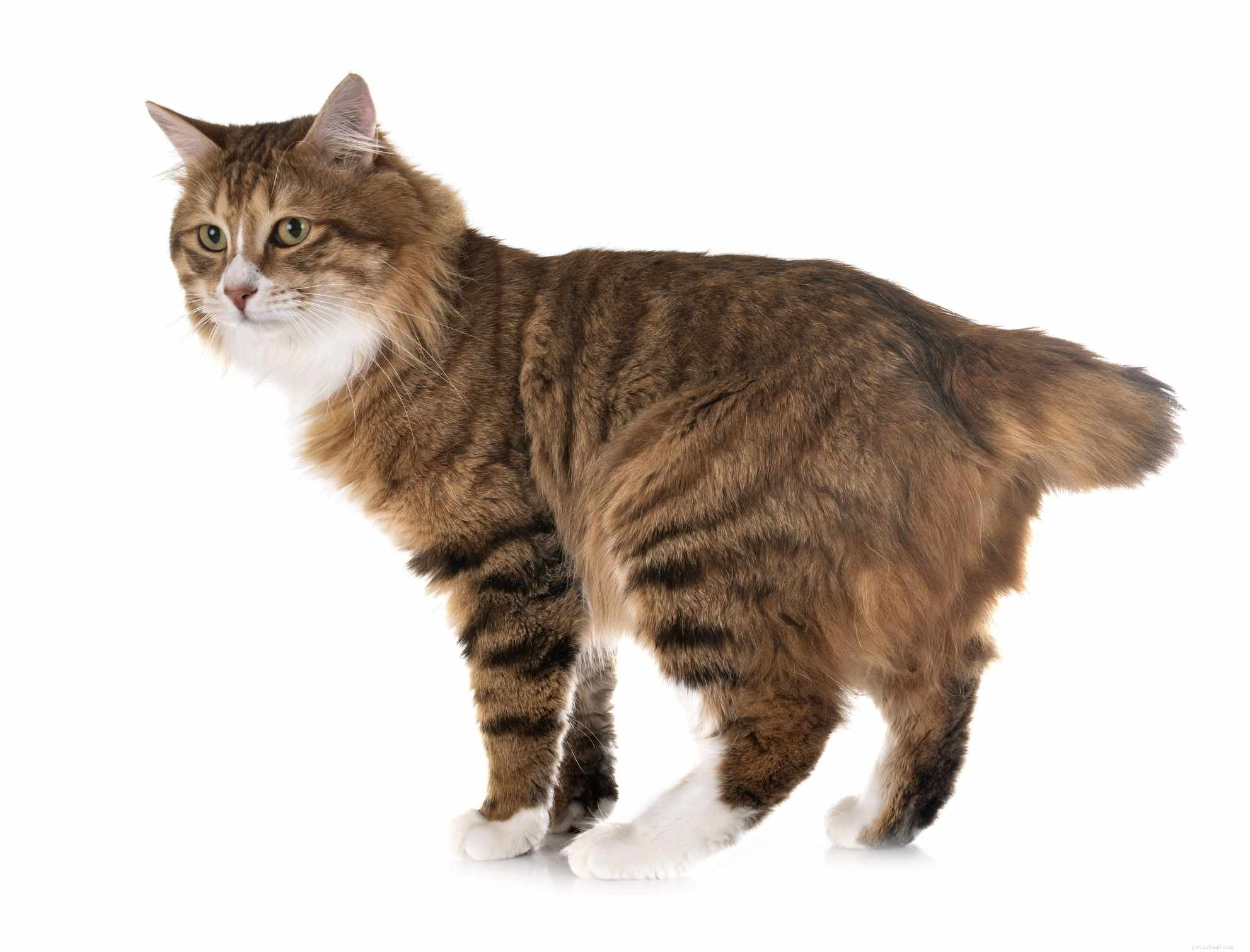 Top 10 Russian Cat Breeds: From Classic to Rare