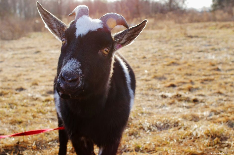 54 Creative Names for Pet Goats & Sheep – Find the Perfect Fit