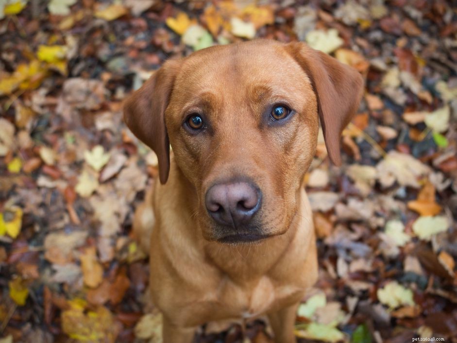 16 Stunning Red Dog Breeds That Turn Heads