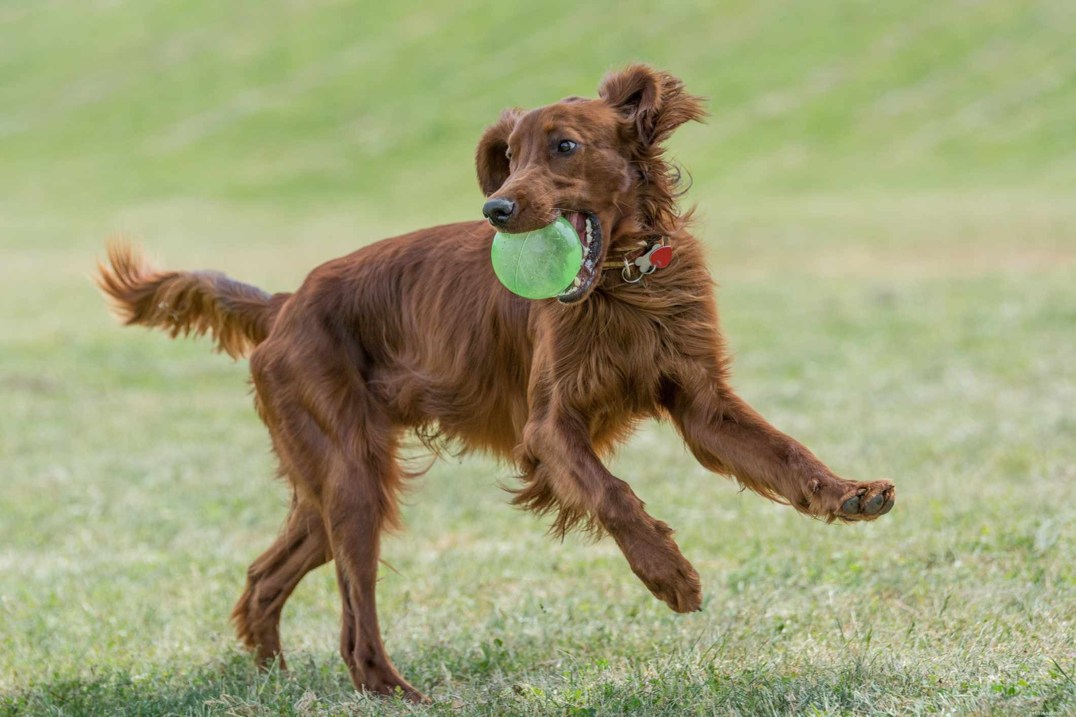 16 Stunning Red Dog Breeds That Turn Heads