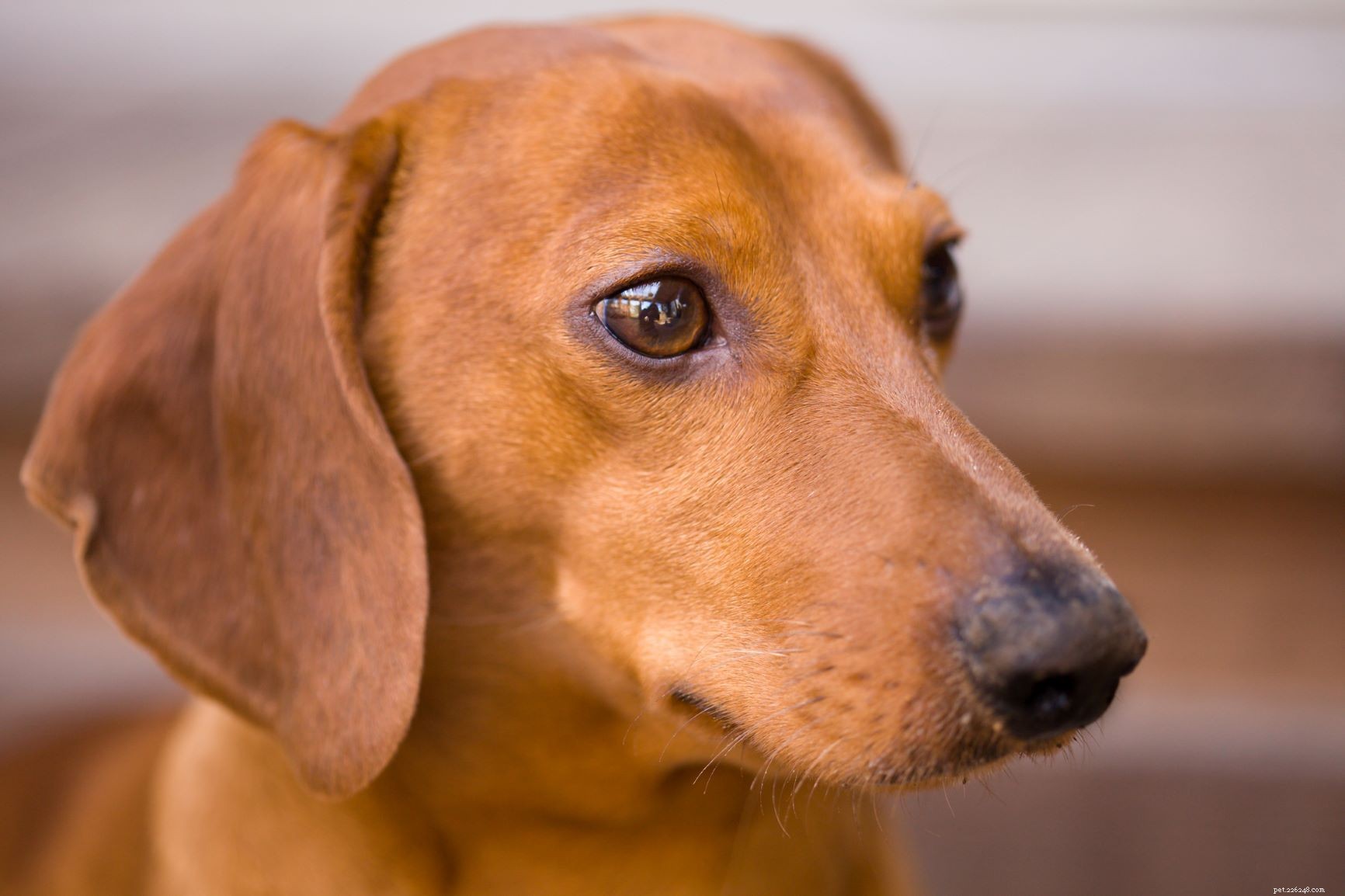 16 Stunning Red Dog Breeds That Turn Heads