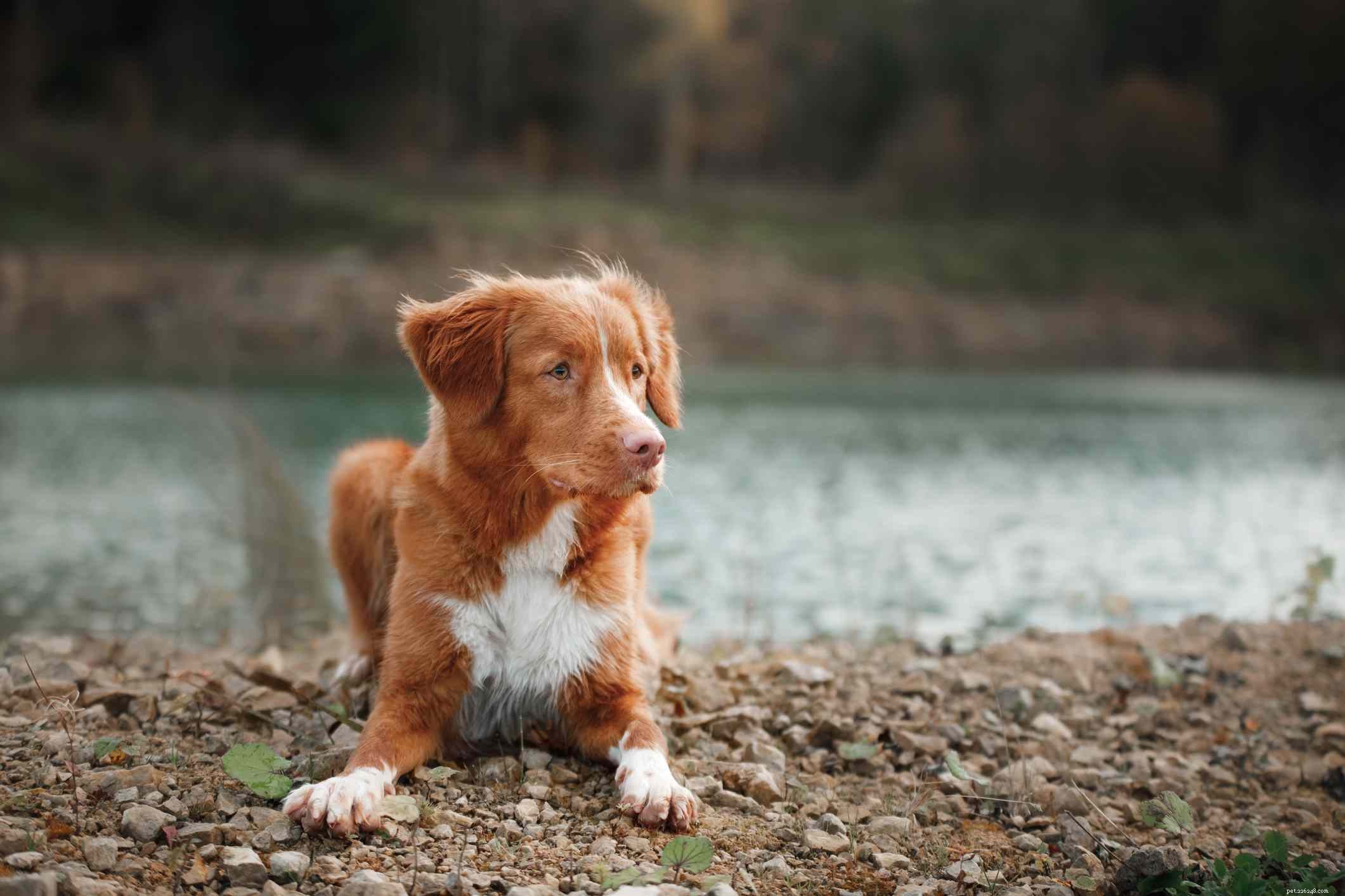 16 Stunning Red Dog Breeds That Turn Heads