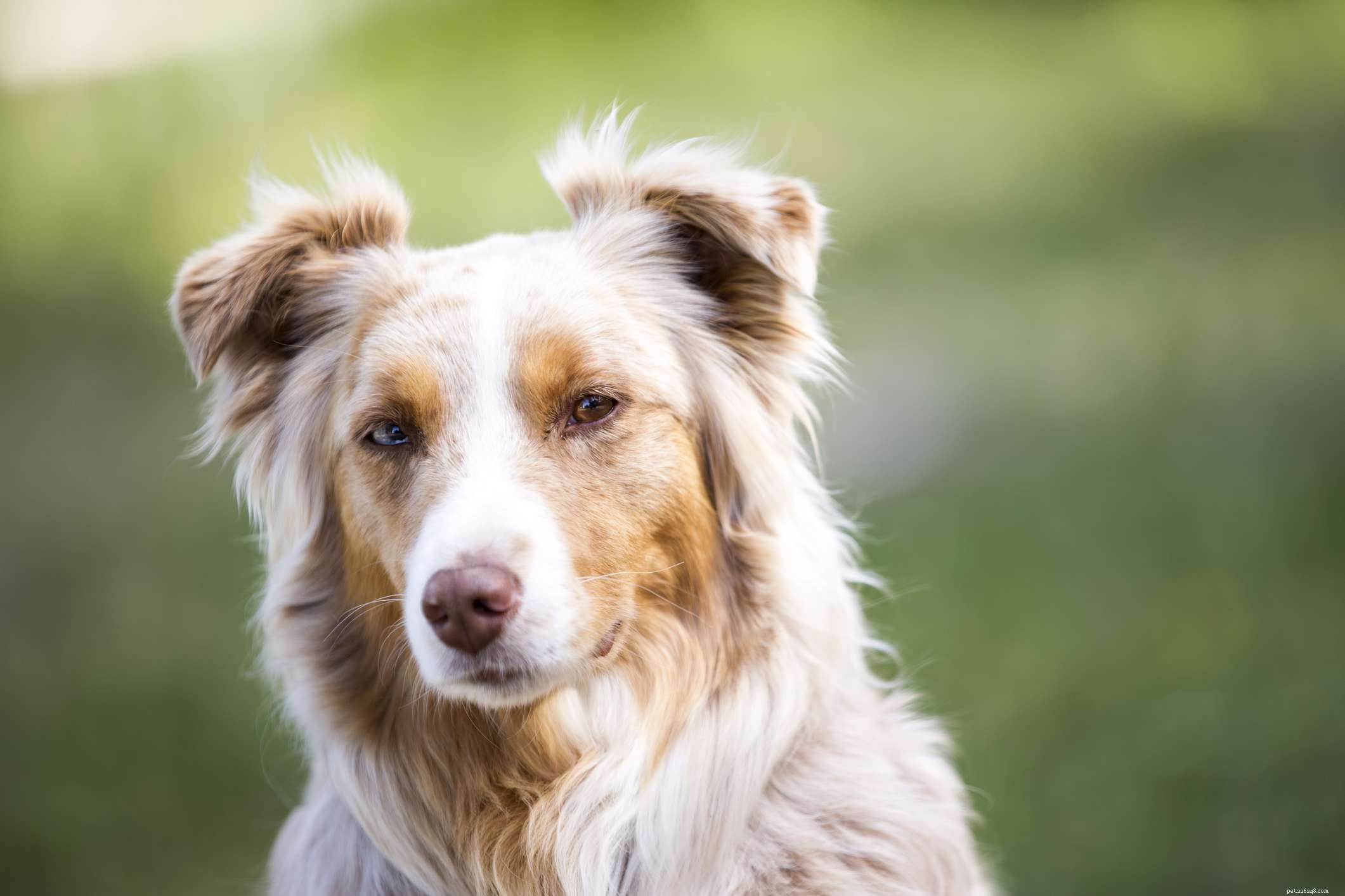 16 Stunning Red Dog Breeds That Turn Heads