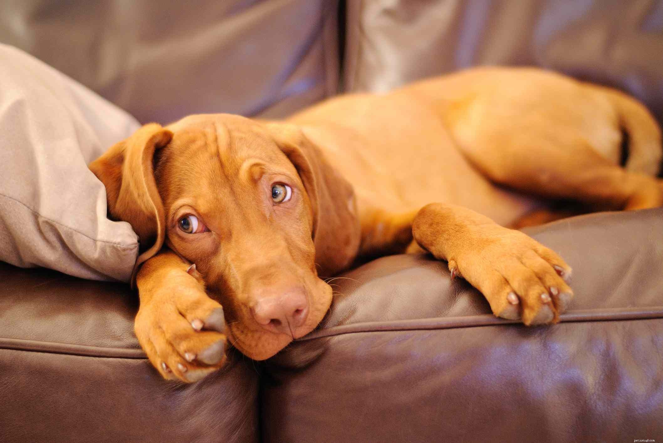 16 Stunning Red Dog Breeds That Turn Heads