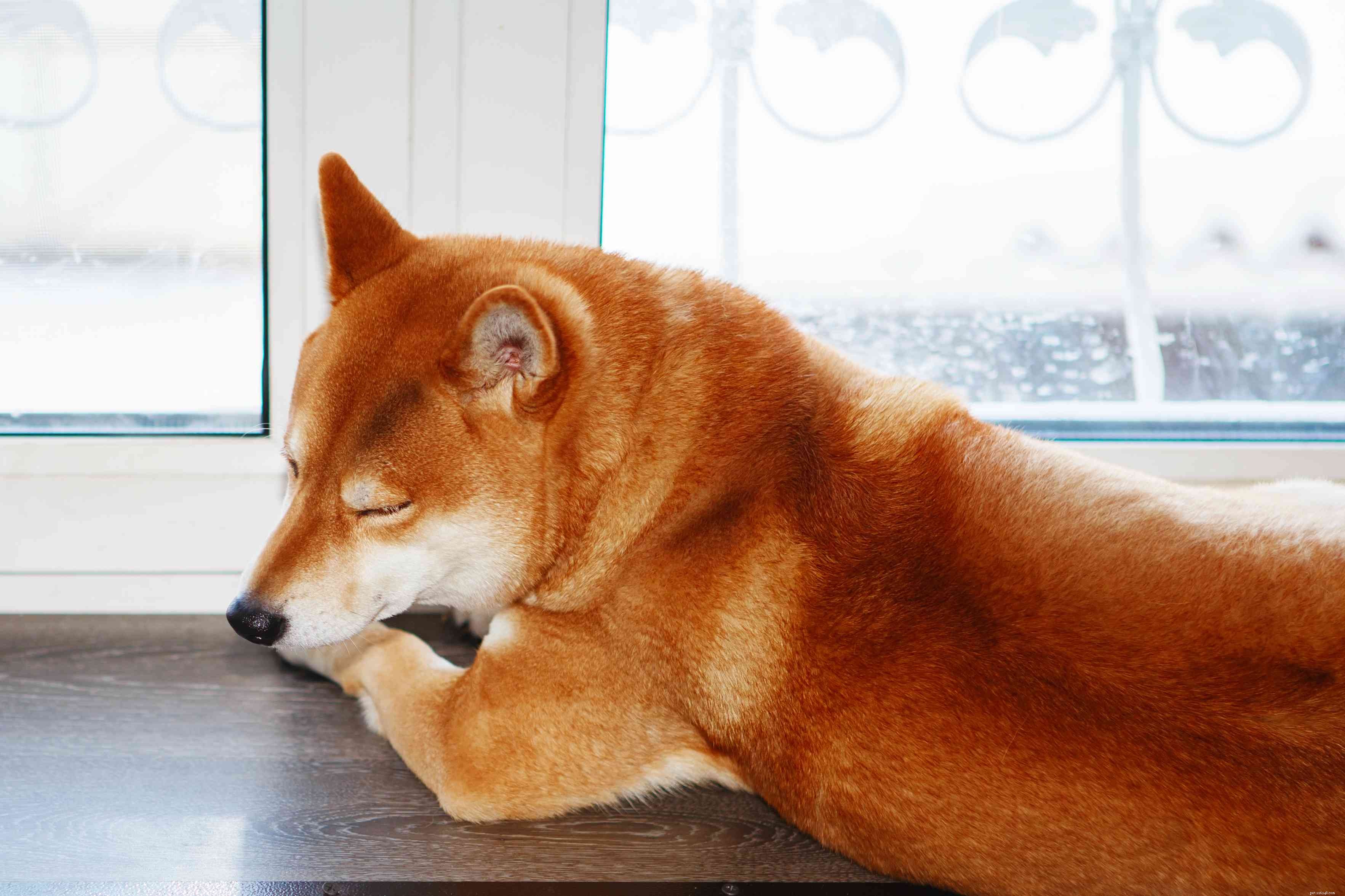 16 Stunning Red Dog Breeds That Turn Heads