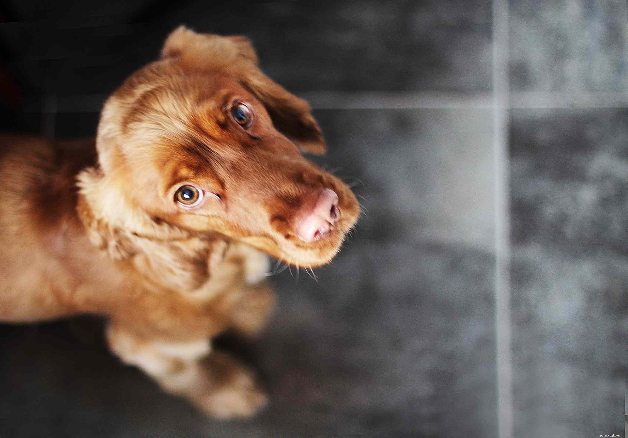 16 Stunning Red Dog Breeds That Turn Heads