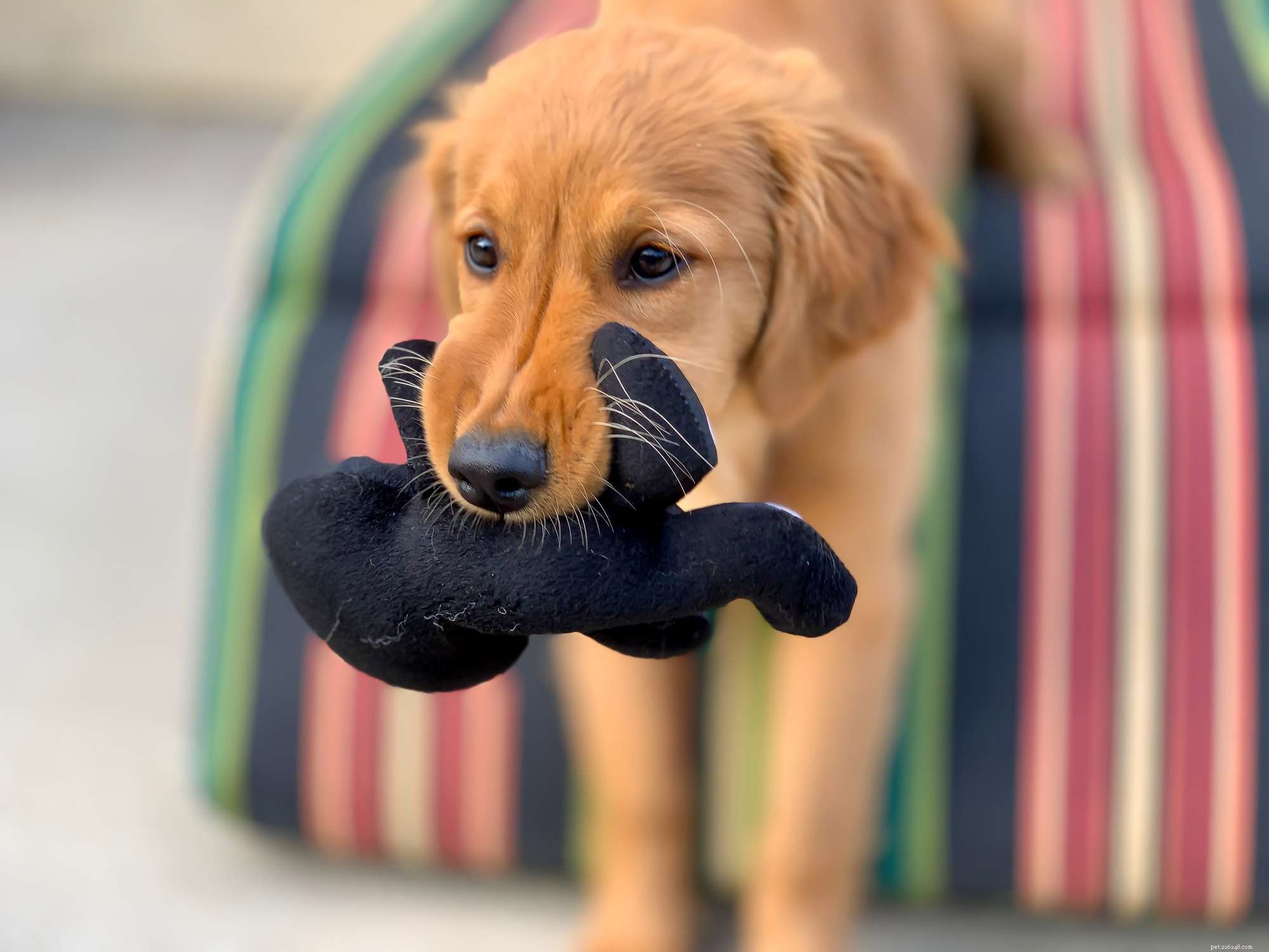 16 Stunning Red Dog Breeds That Turn Heads