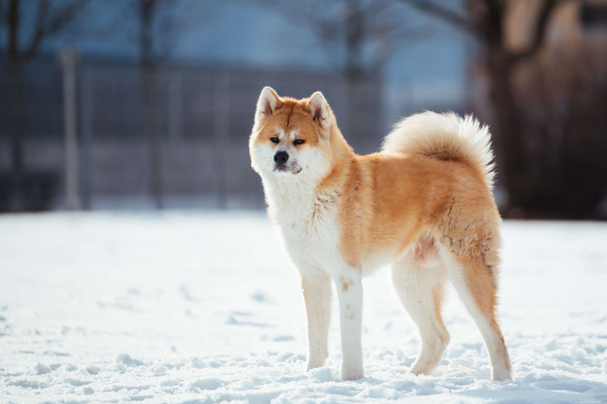 16 Stunning Red Dog Breeds That Turn Heads