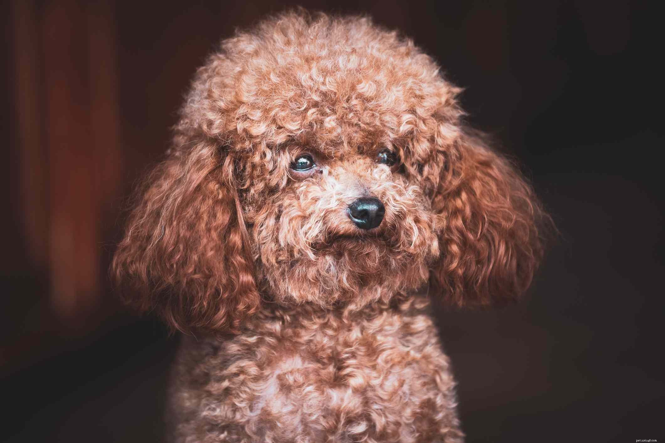 16 Stunning Red Dog Breeds That Turn Heads