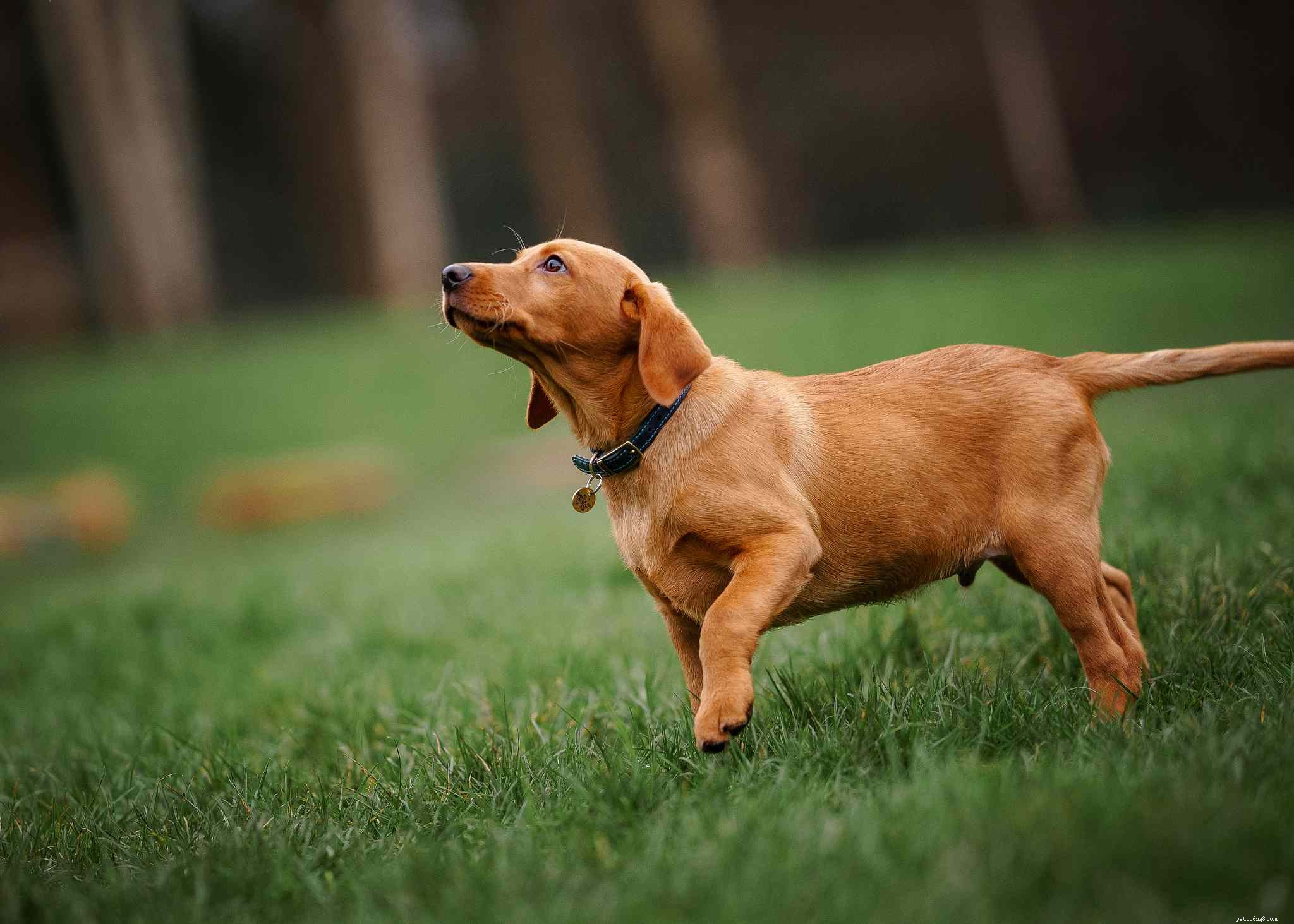 16 Stunning Red Dog Breeds That Turn Heads