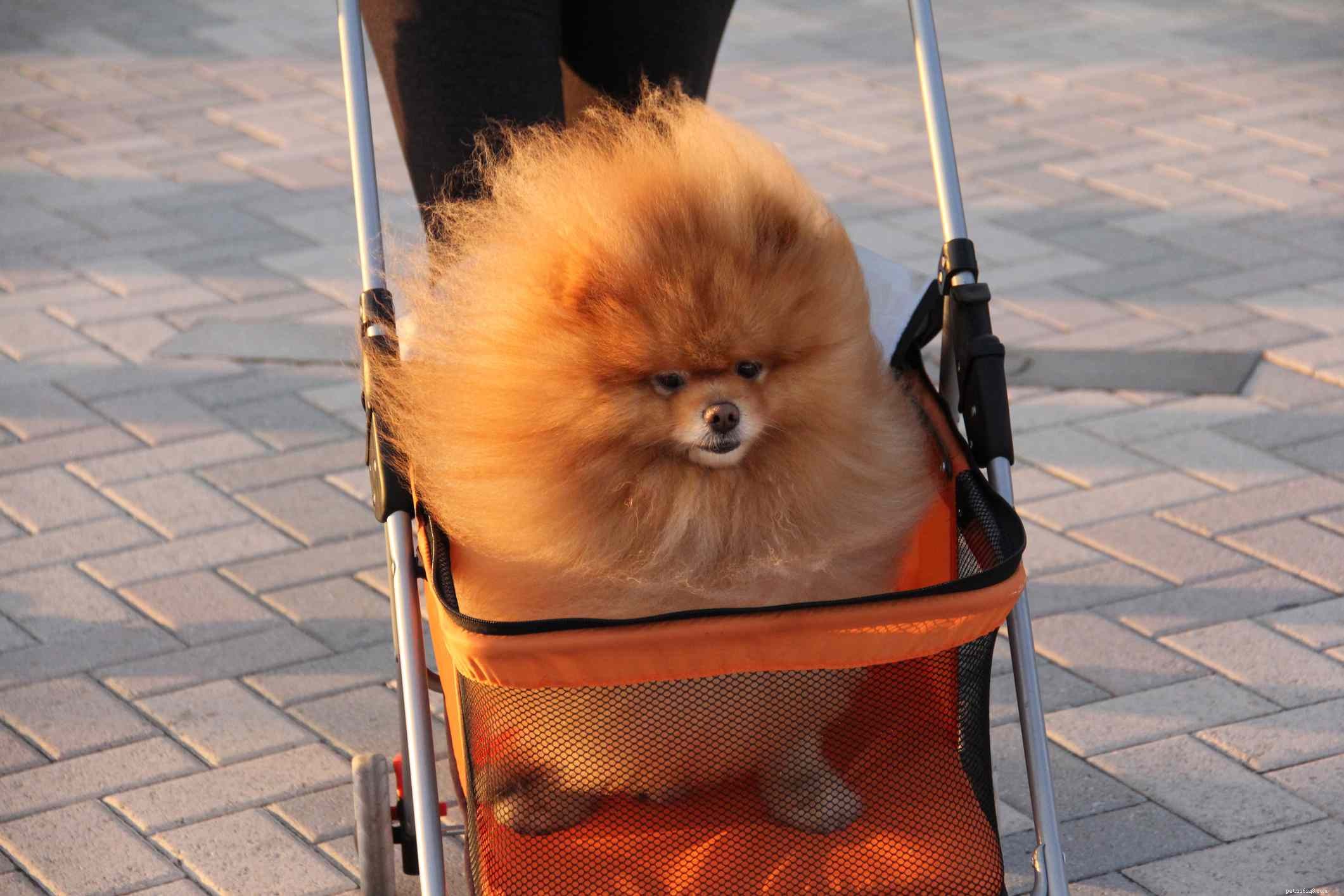 16 Stunning Red Dog Breeds That Turn Heads