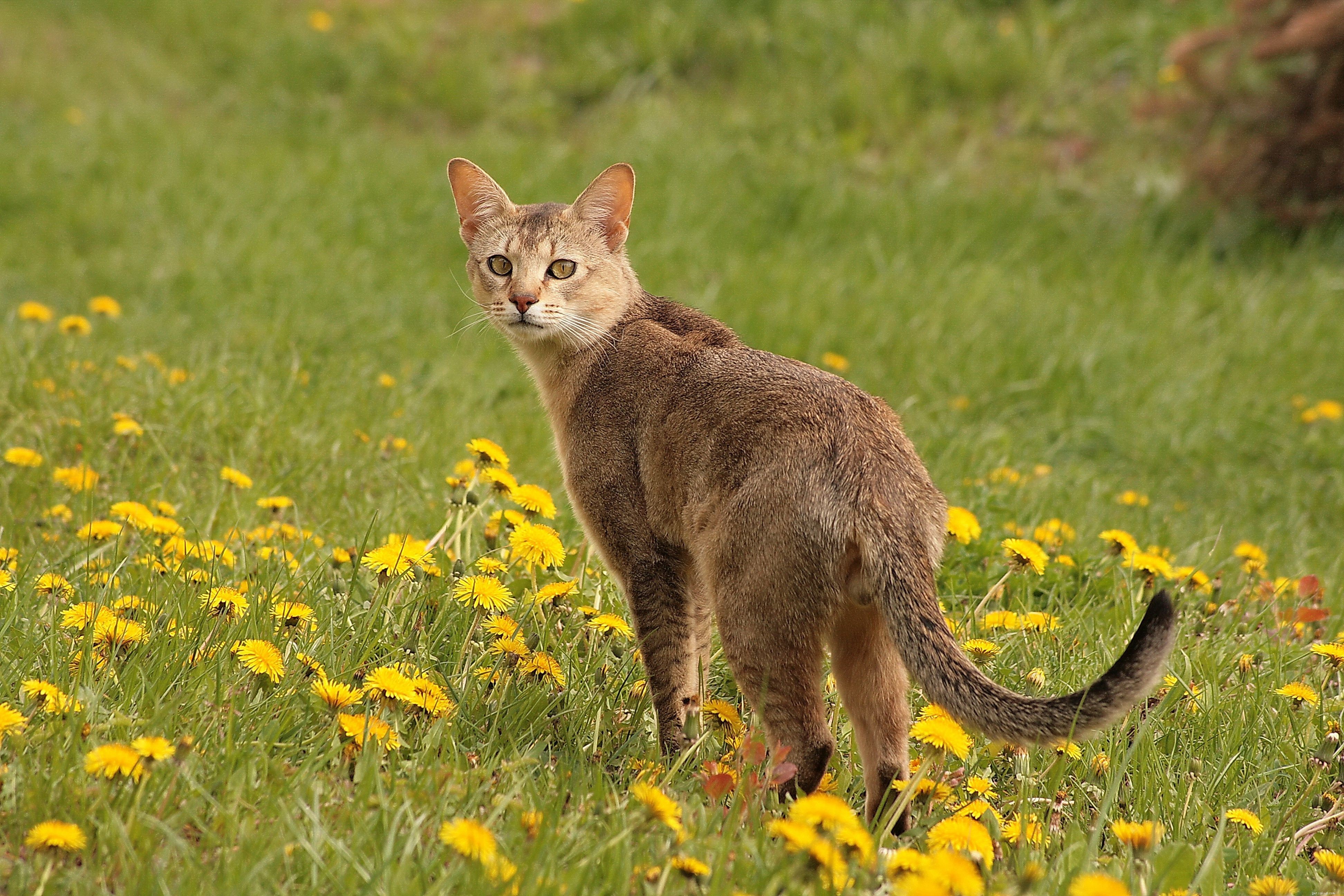 Top 10 Cat Breeds with Remarkably Large Ears