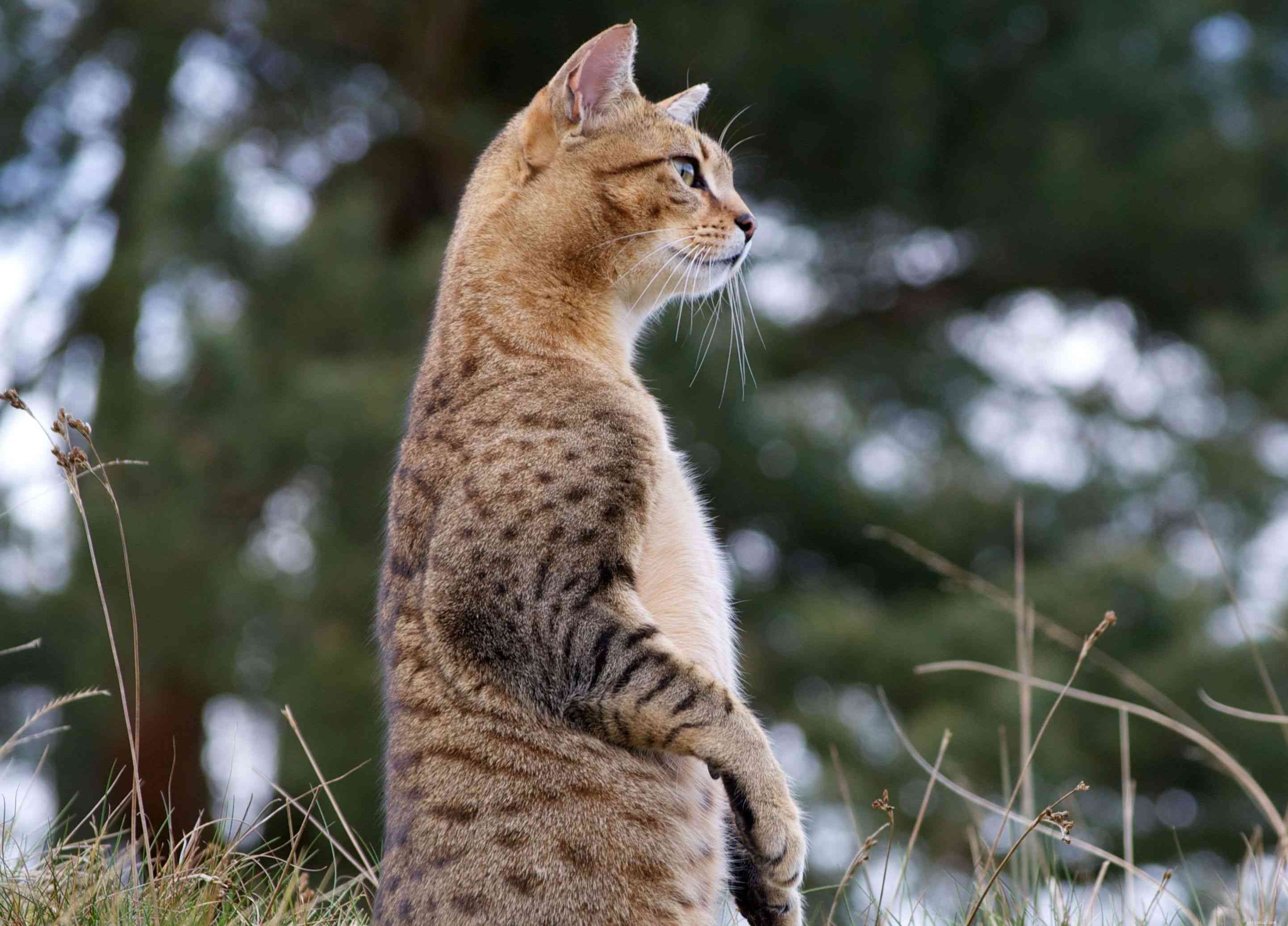 Top 10 Cat Breeds with Remarkably Large Ears