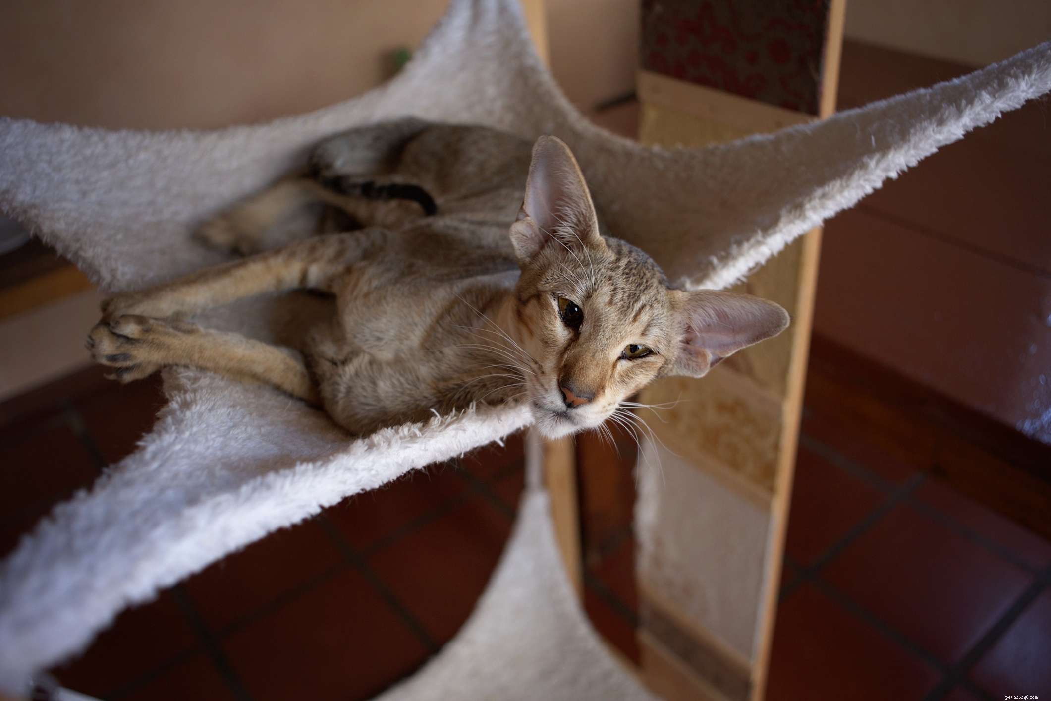 Top 10 Cat Breeds with Remarkably Large Ears