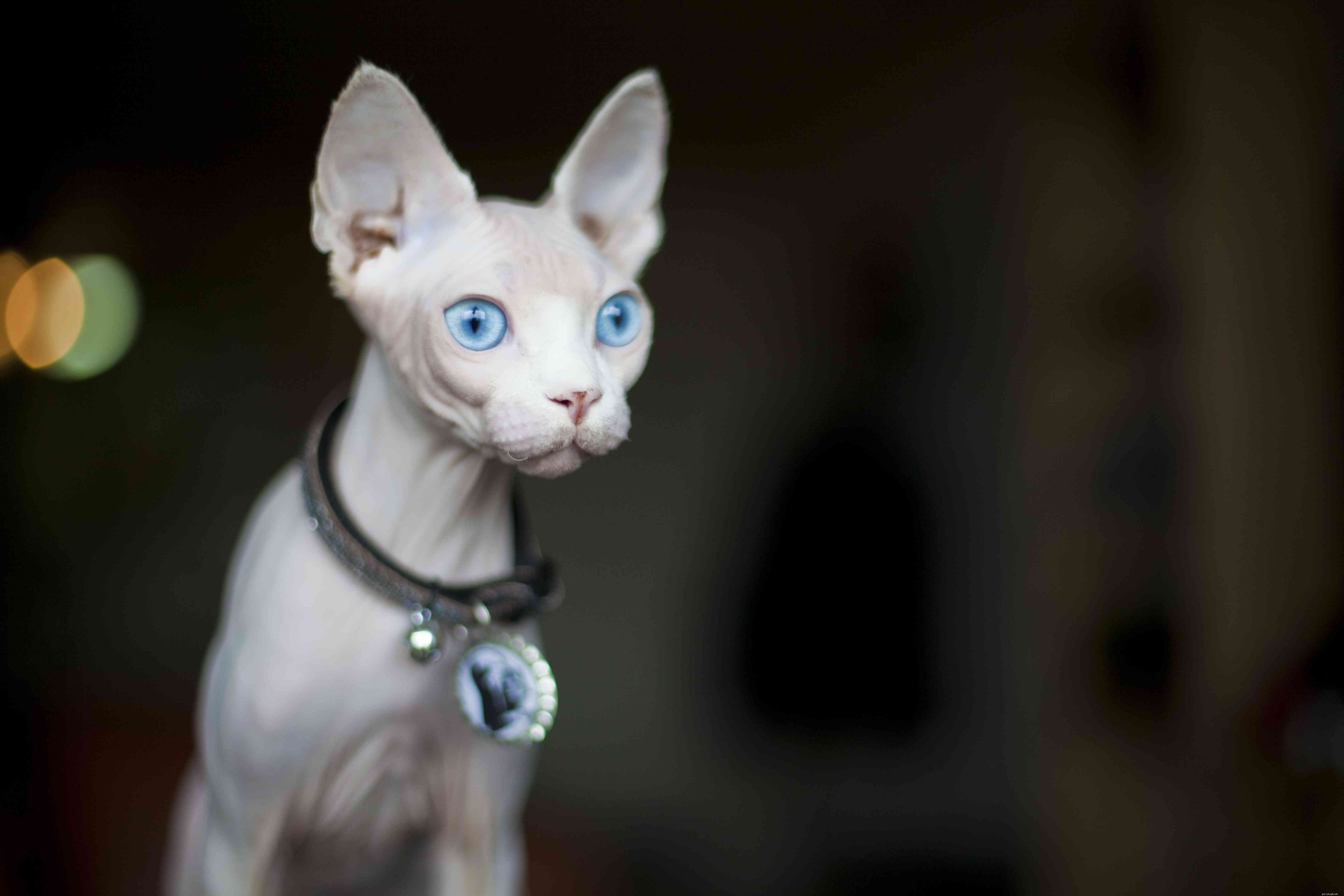 Top 10 Cat Breeds with Remarkably Large Ears