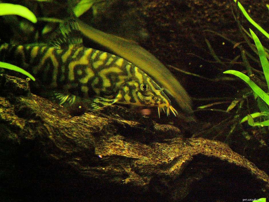 Yoyo Loach (Reticulated Pakistani Loach) – Species Profile & Care Guide