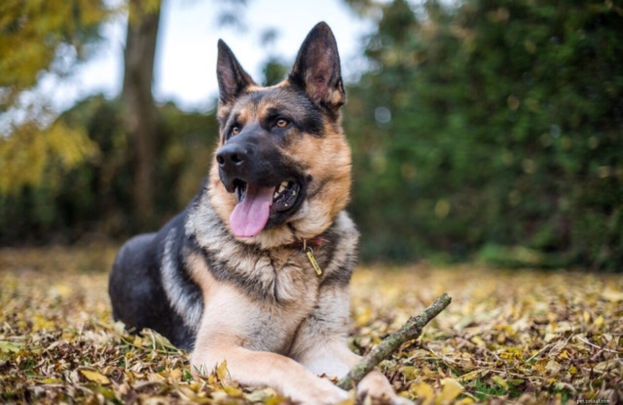 Top 10 Large Dog Breeds Perfect for Family Life