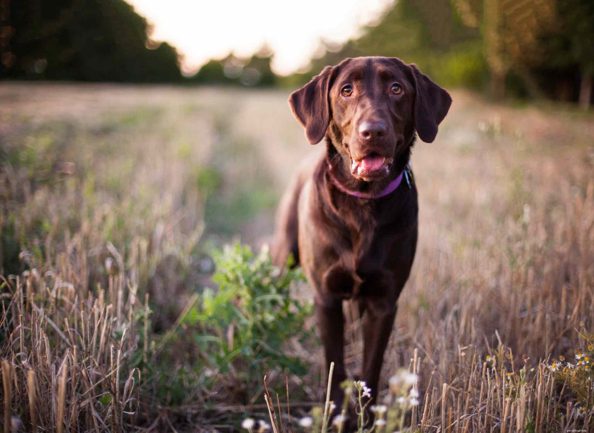 Top 10 Large Dog Breeds Perfect for Family Life