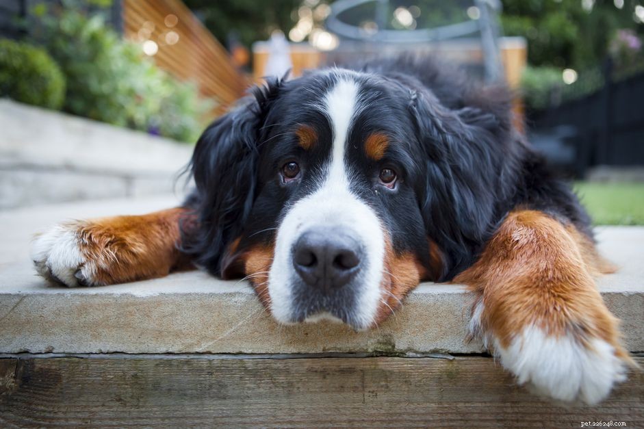 Top 10 Large Dog Breeds Perfect for Family Life