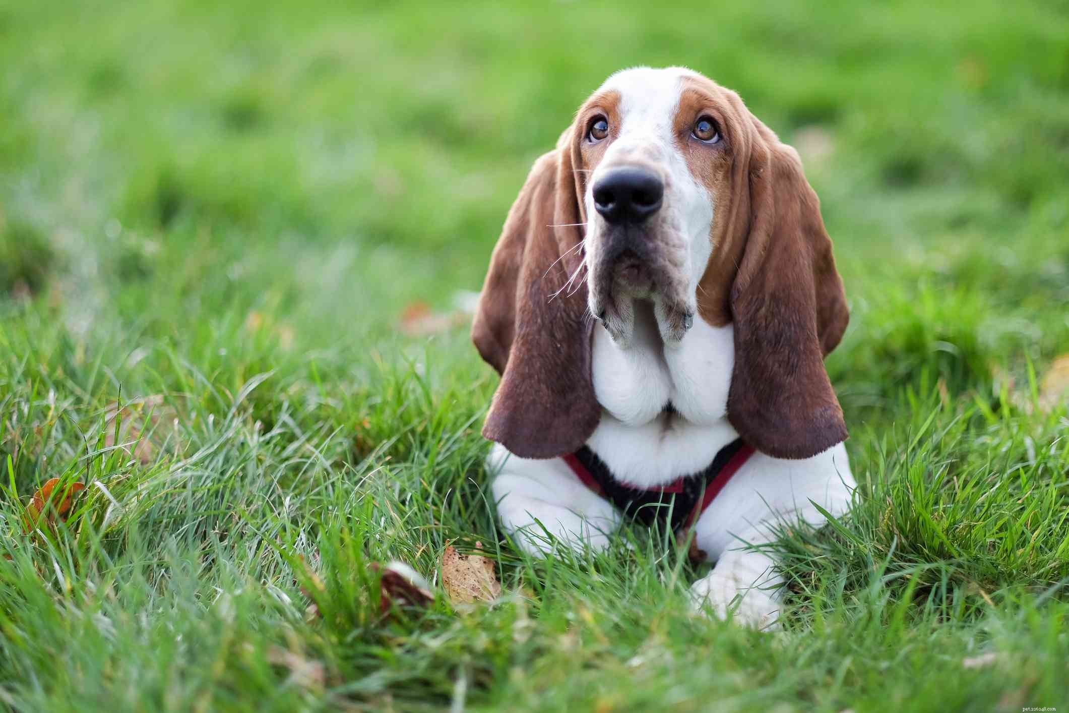 Top 10 Large Dog Breeds Perfect for Family Life