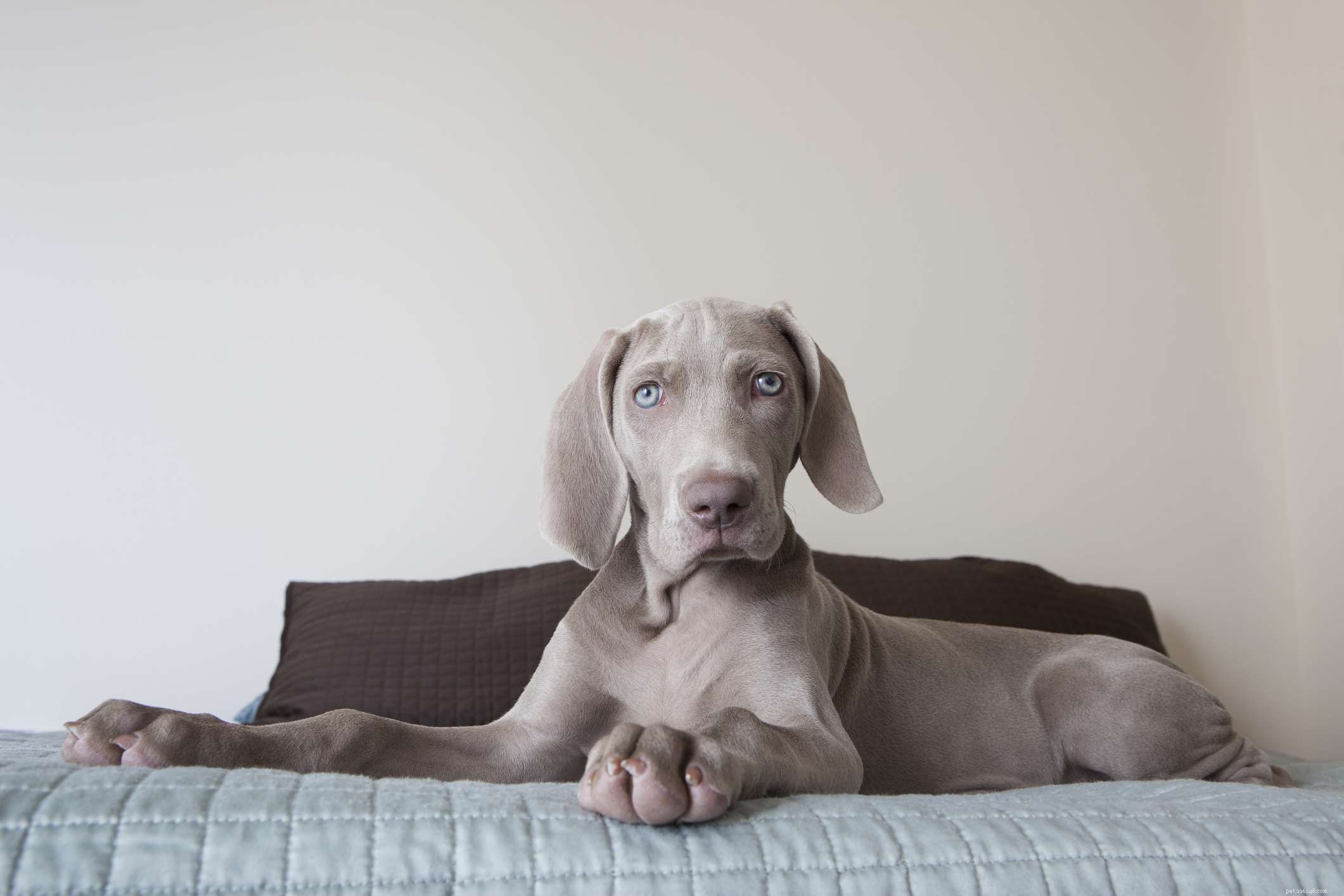 Top 10 Dog Breeds Perfect for Runners