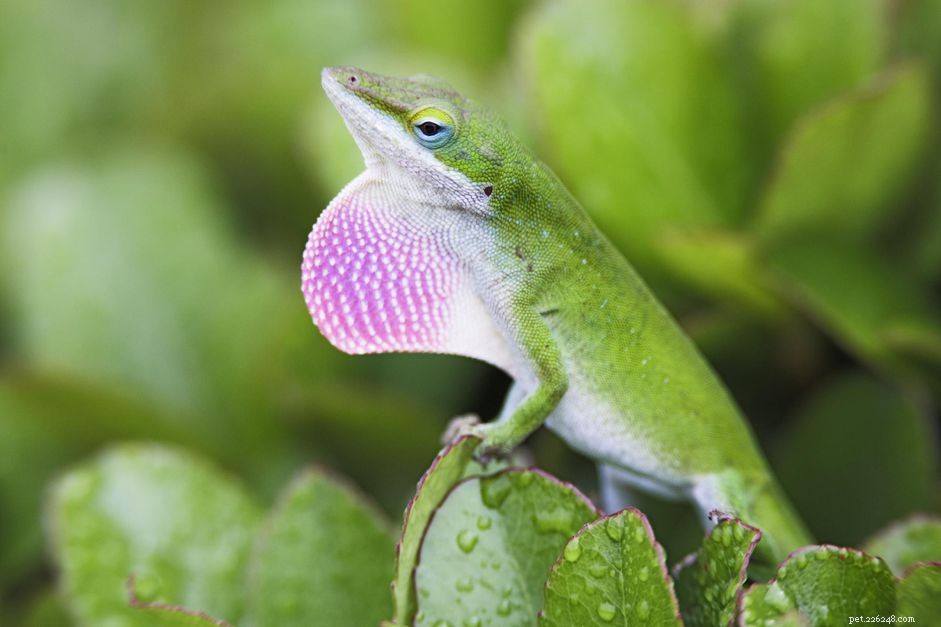 Green Anole Care Guide: Habitat, Behavior & Health