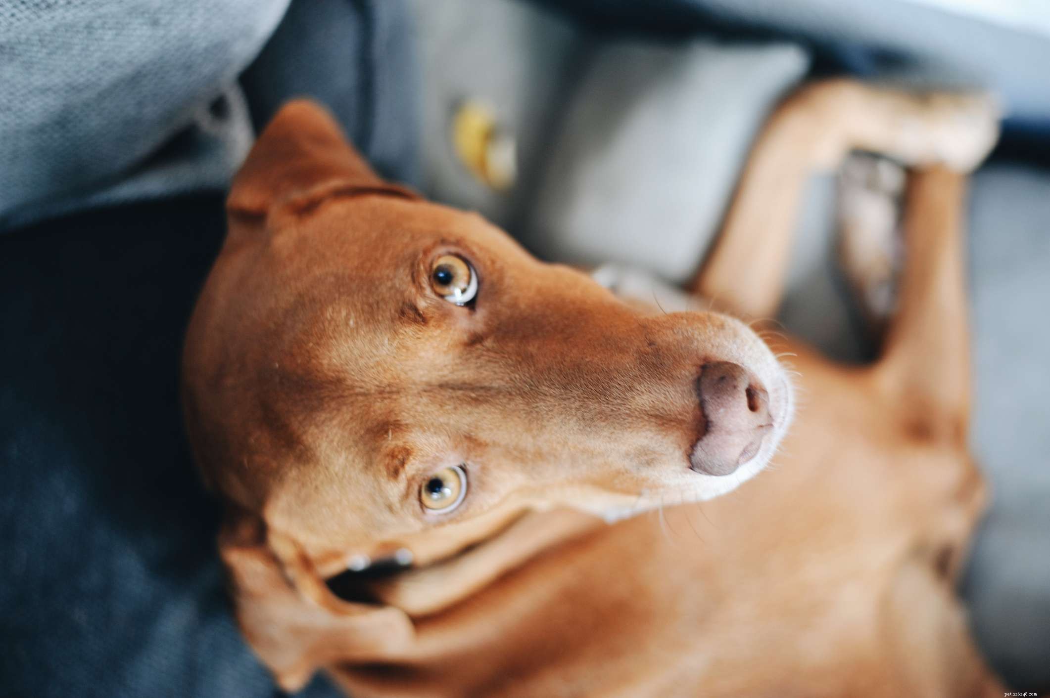 Top 10 Dog Breeds Perfect for Runners