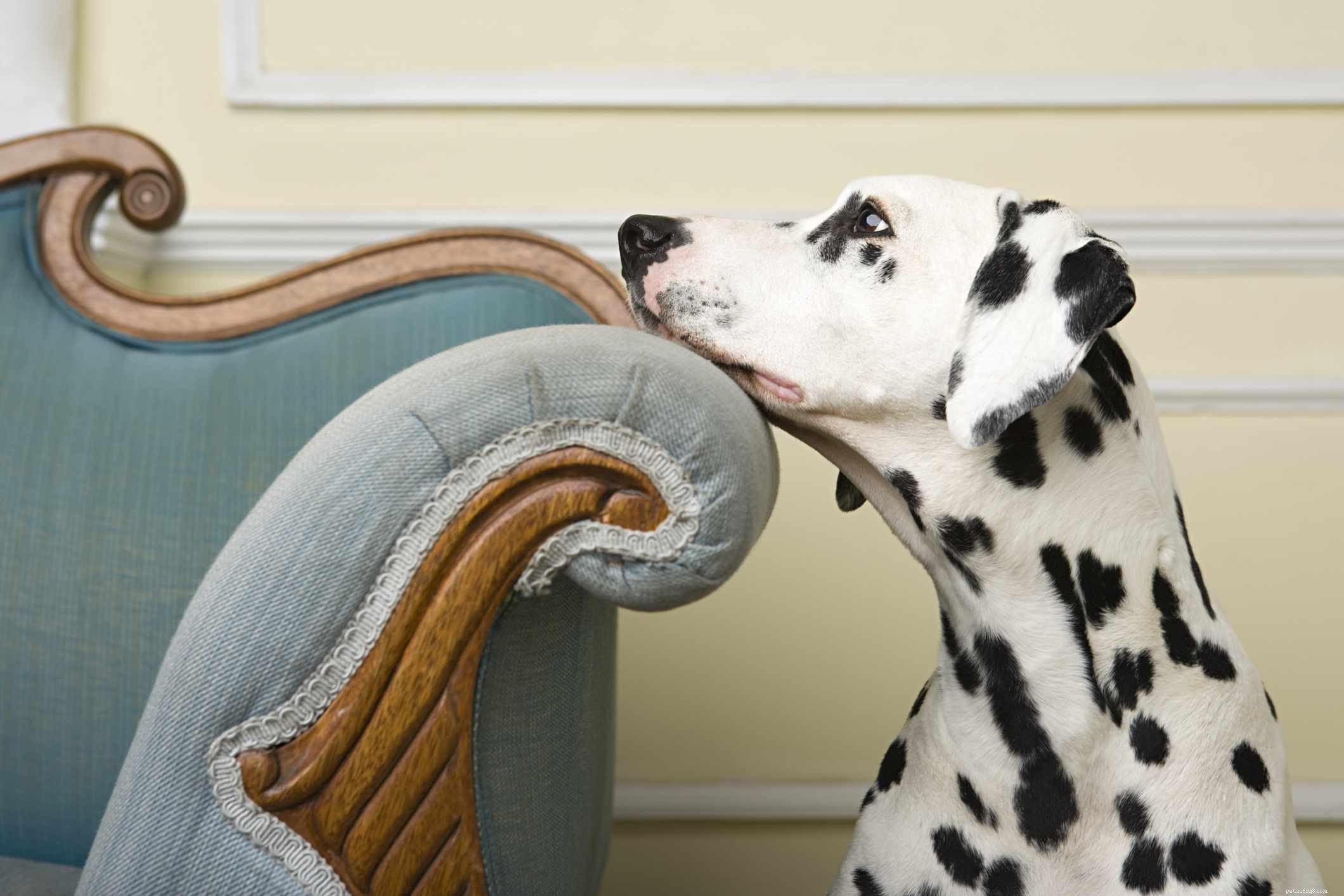 Top 10 Dog Breeds Perfect for Runners