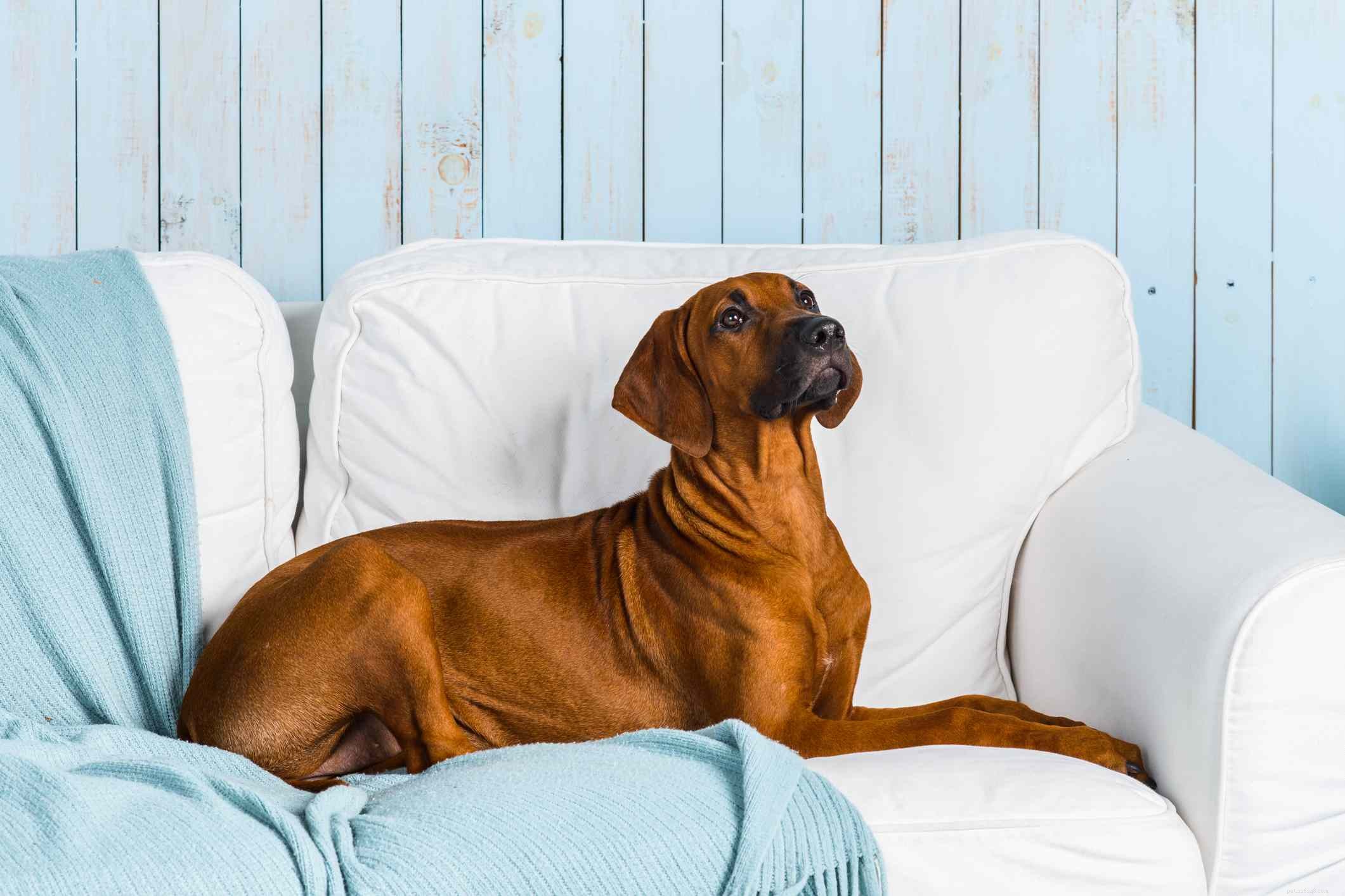 Top 10 Dog Breeds Perfect for Runners