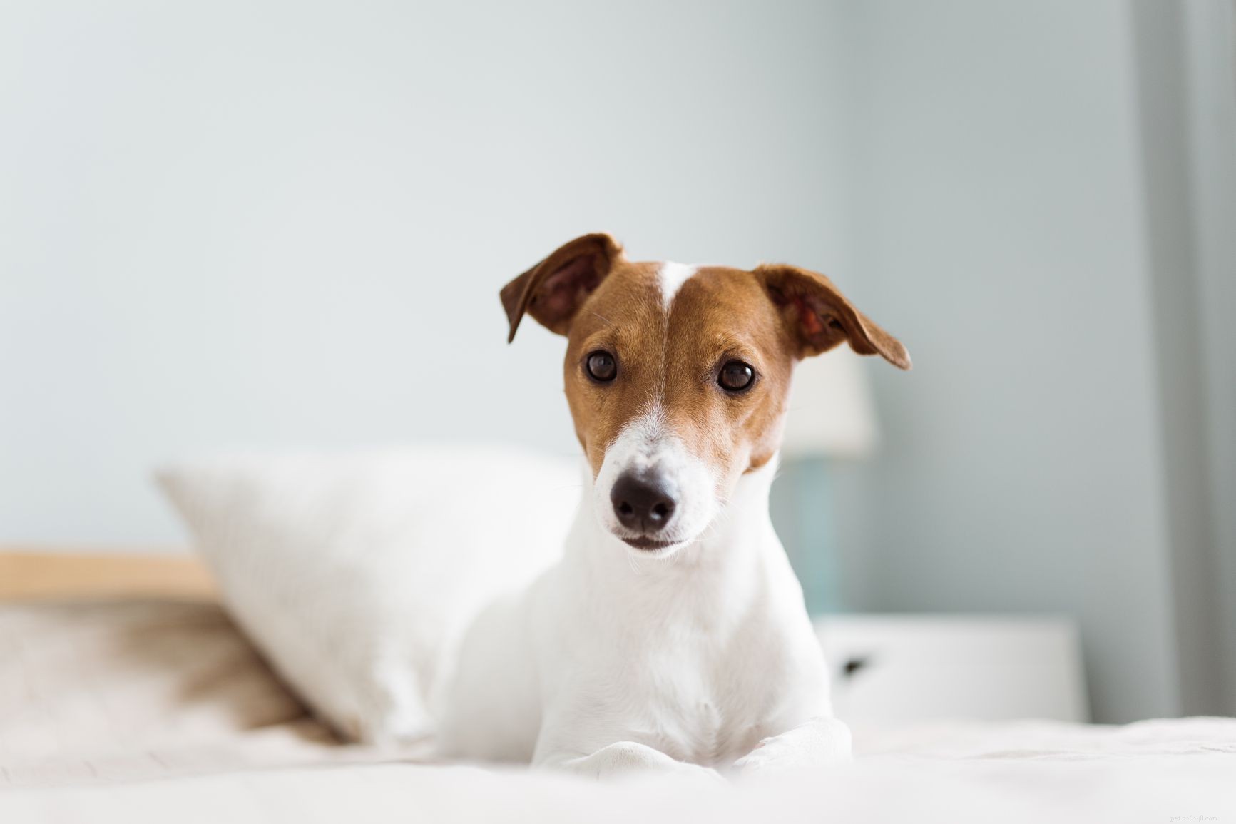 Top 10 Dog Breeds Perfect for Runners