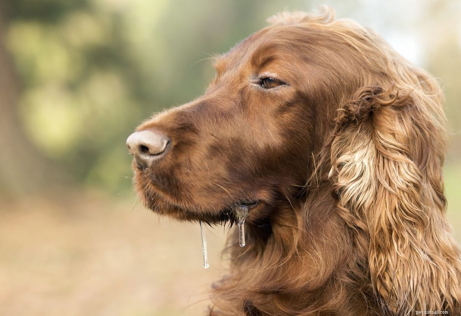 Excessive Drooling in Dogs: Causes, Symptoms, and Treatment