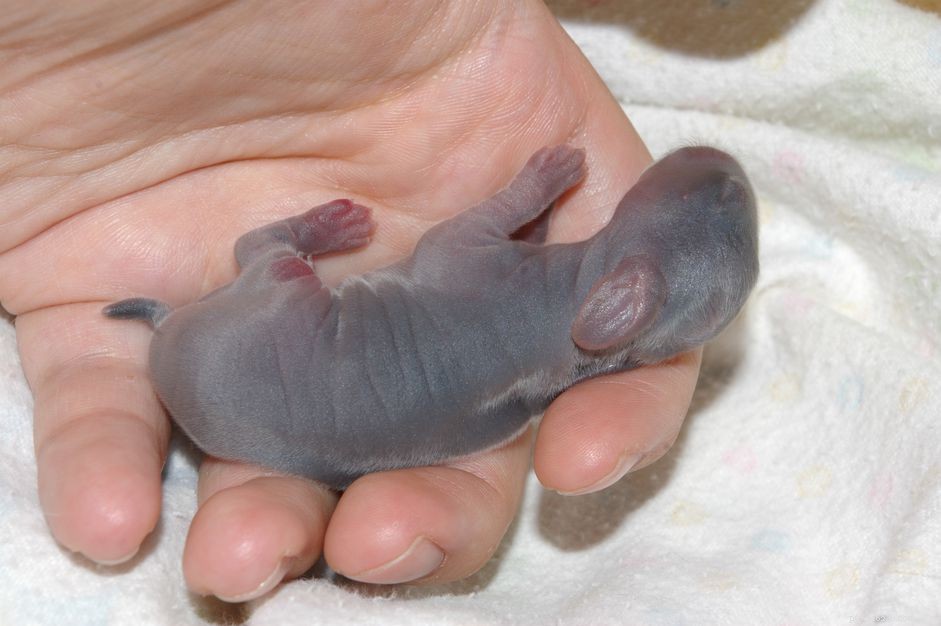Safely Warming a Newborn Bunny: A Step-by-Step Guide
