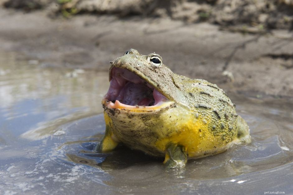 African Bullfrog Care Guide: Habitat, Behavior, and Health
