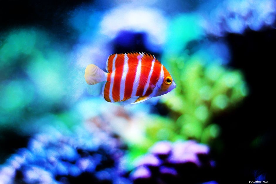 Top 5 Unique & Rare Saltwater Aquarium Fish – Sustainable Choices