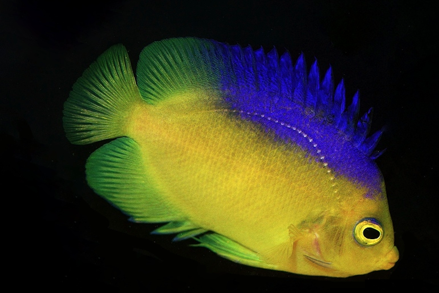 Top 5 Unique & Rare Saltwater Aquarium Fish – Sustainable Choices