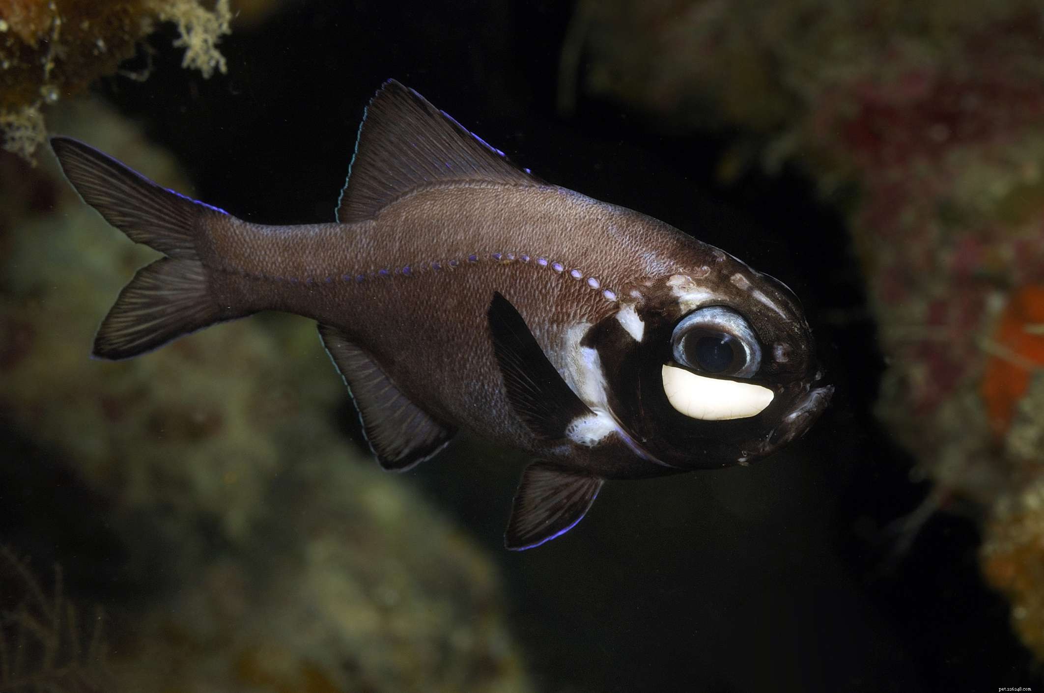 Top 5 Unique & Rare Saltwater Aquarium Fish – Sustainable Choices
