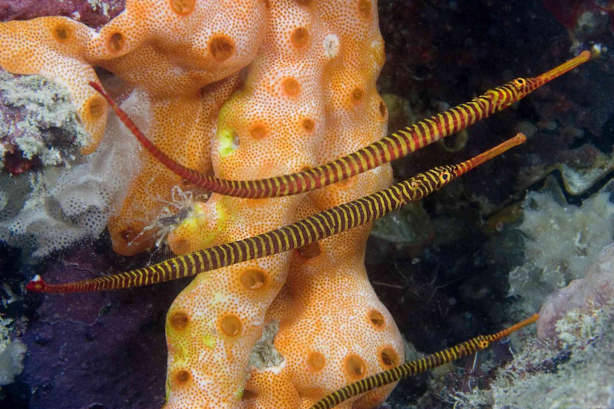 Top 5 Unique & Rare Saltwater Aquarium Fish – Sustainable Choices