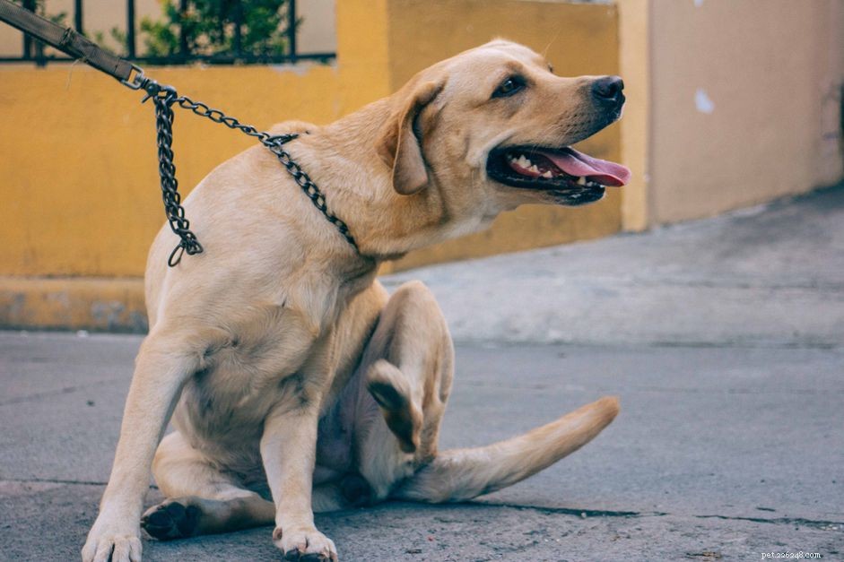 Diatomaceous Earth: A Safe, Effective Solution for Flea Control