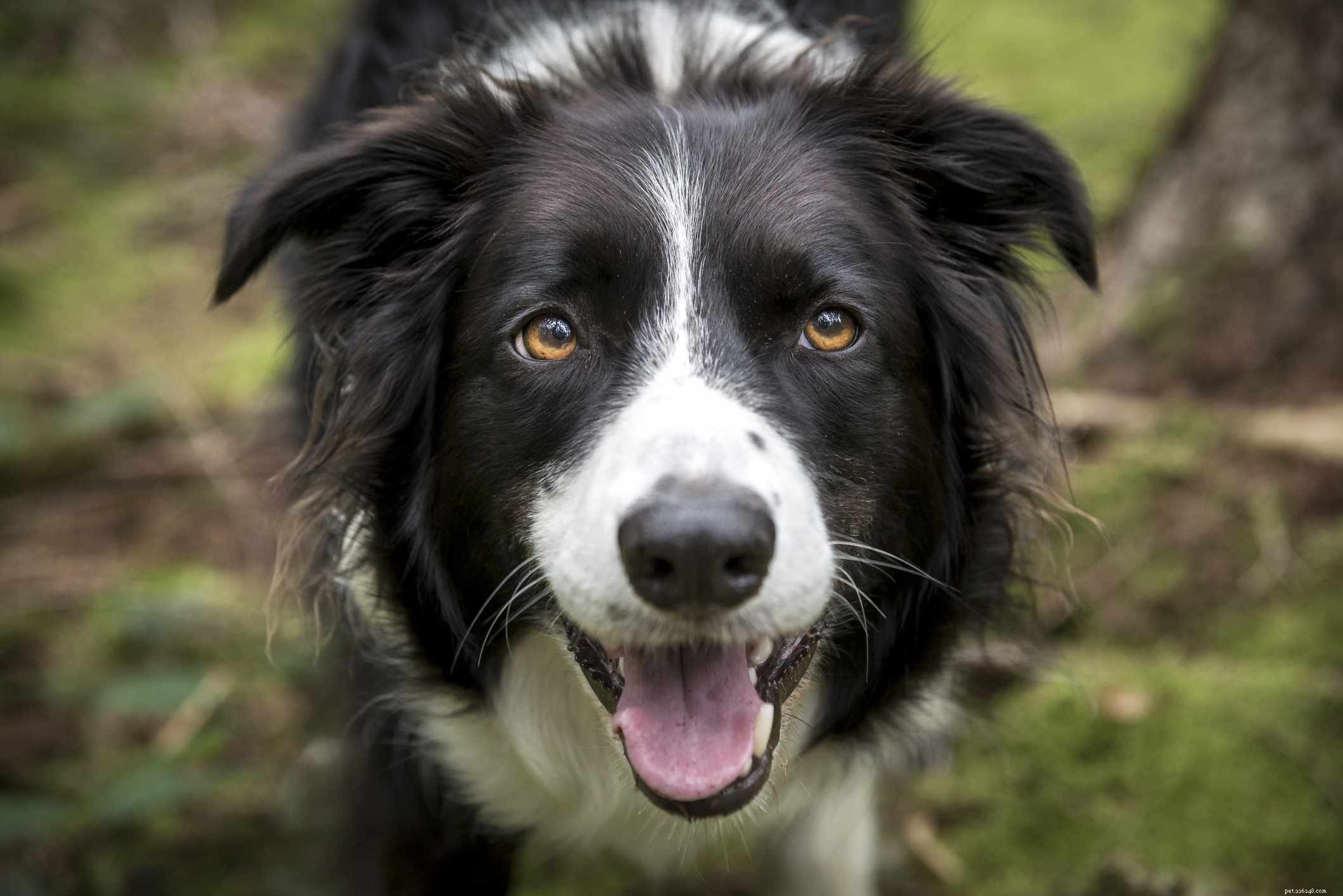 Top 10 Most Intelligent Dog Breeds: Choose Wisely