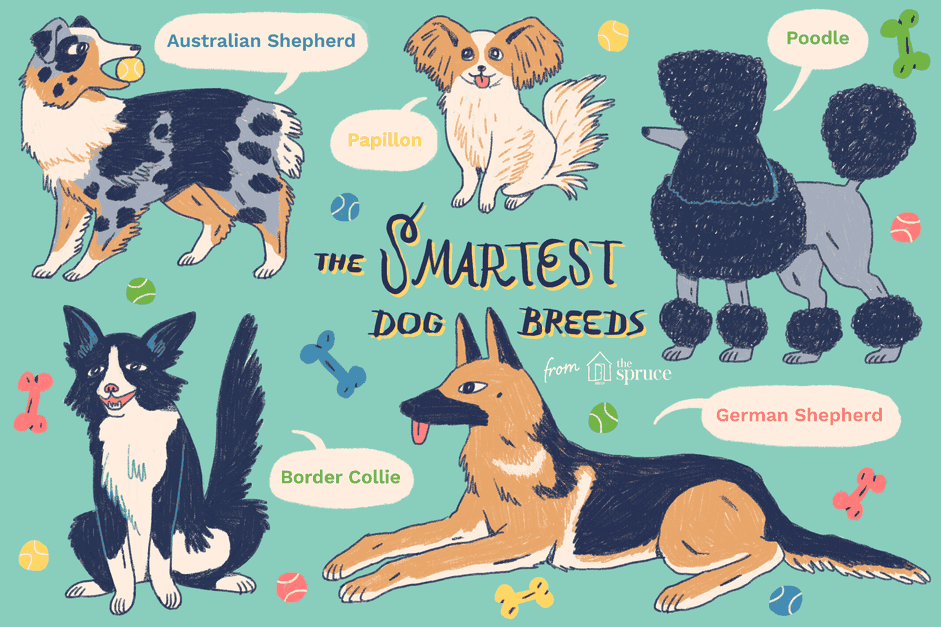 Top 10 Most Intelligent Dog Breeds: Choose Wisely