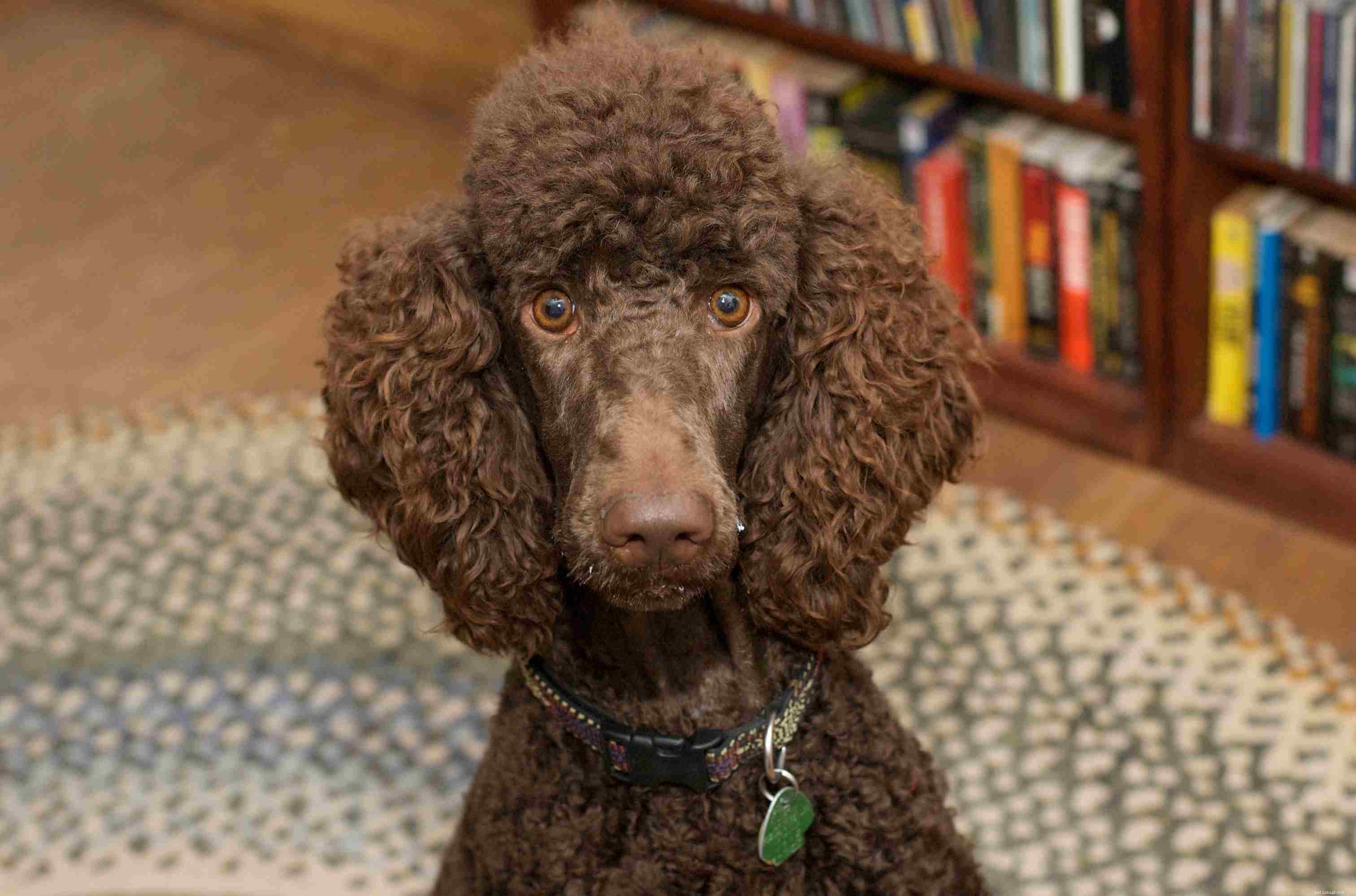 Top 10 Most Intelligent Dog Breeds: Choose Wisely