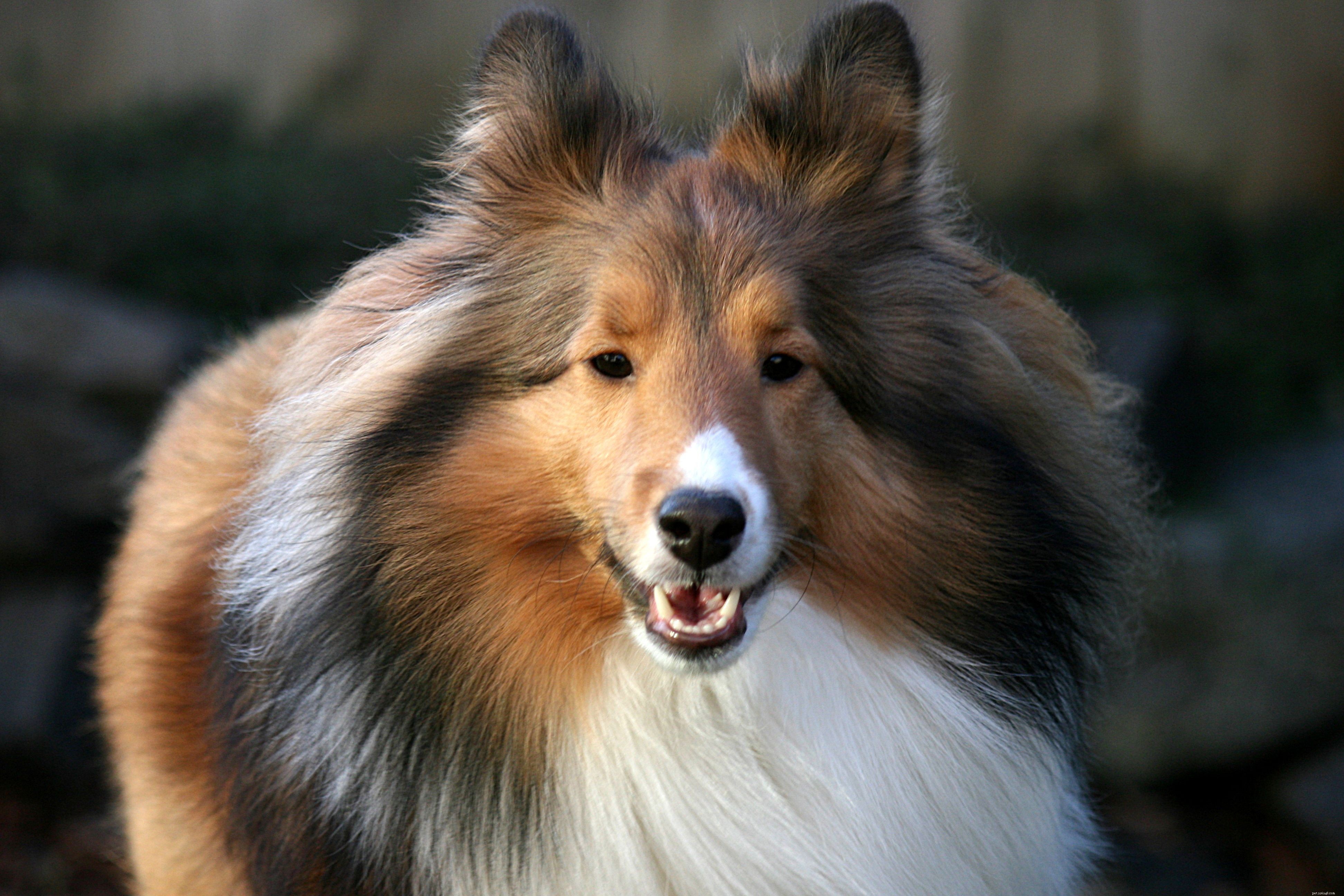 Top 10 Most Intelligent Dog Breeds: Choose Wisely