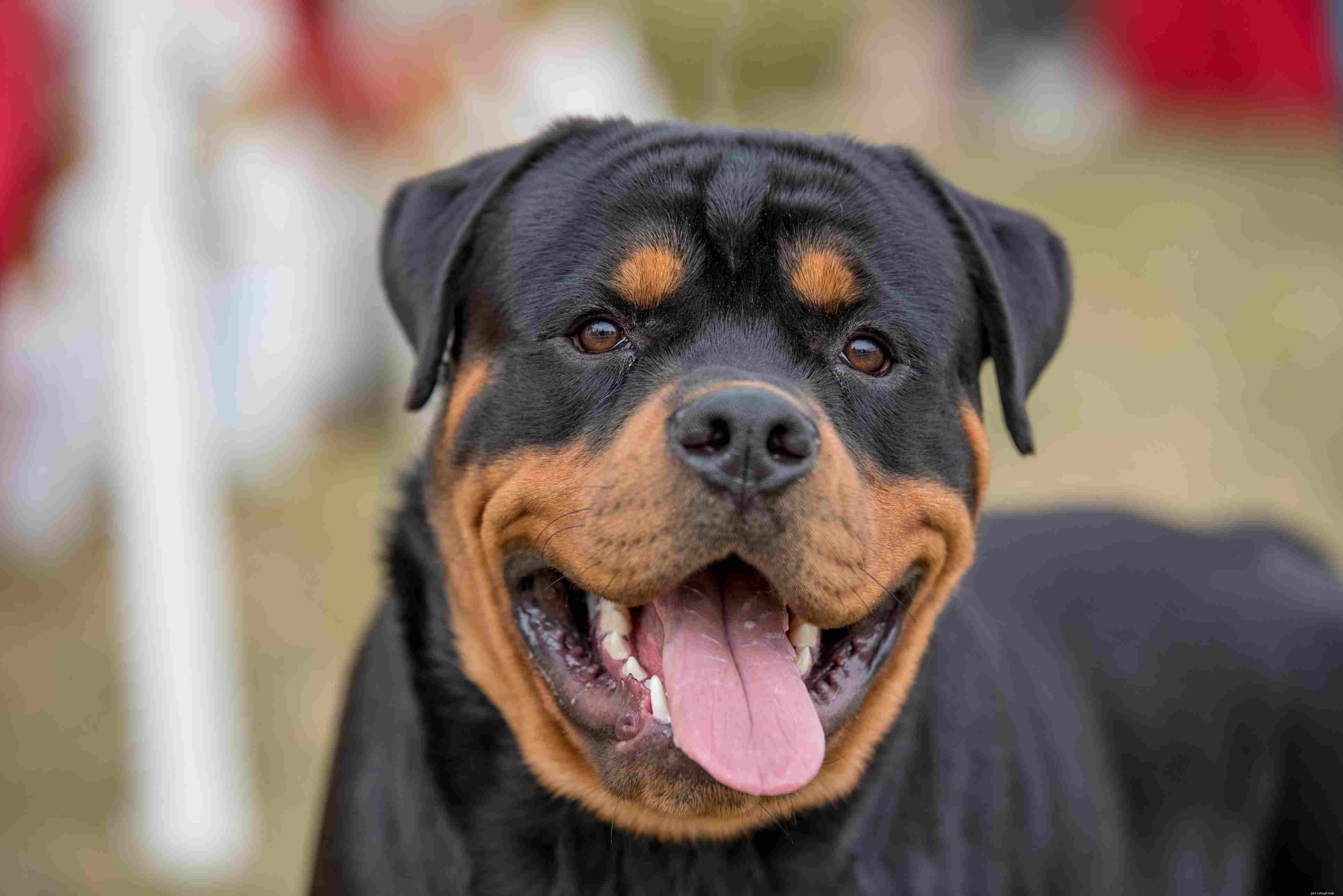 Top 10 Most Intelligent Dog Breeds: Choose Wisely
