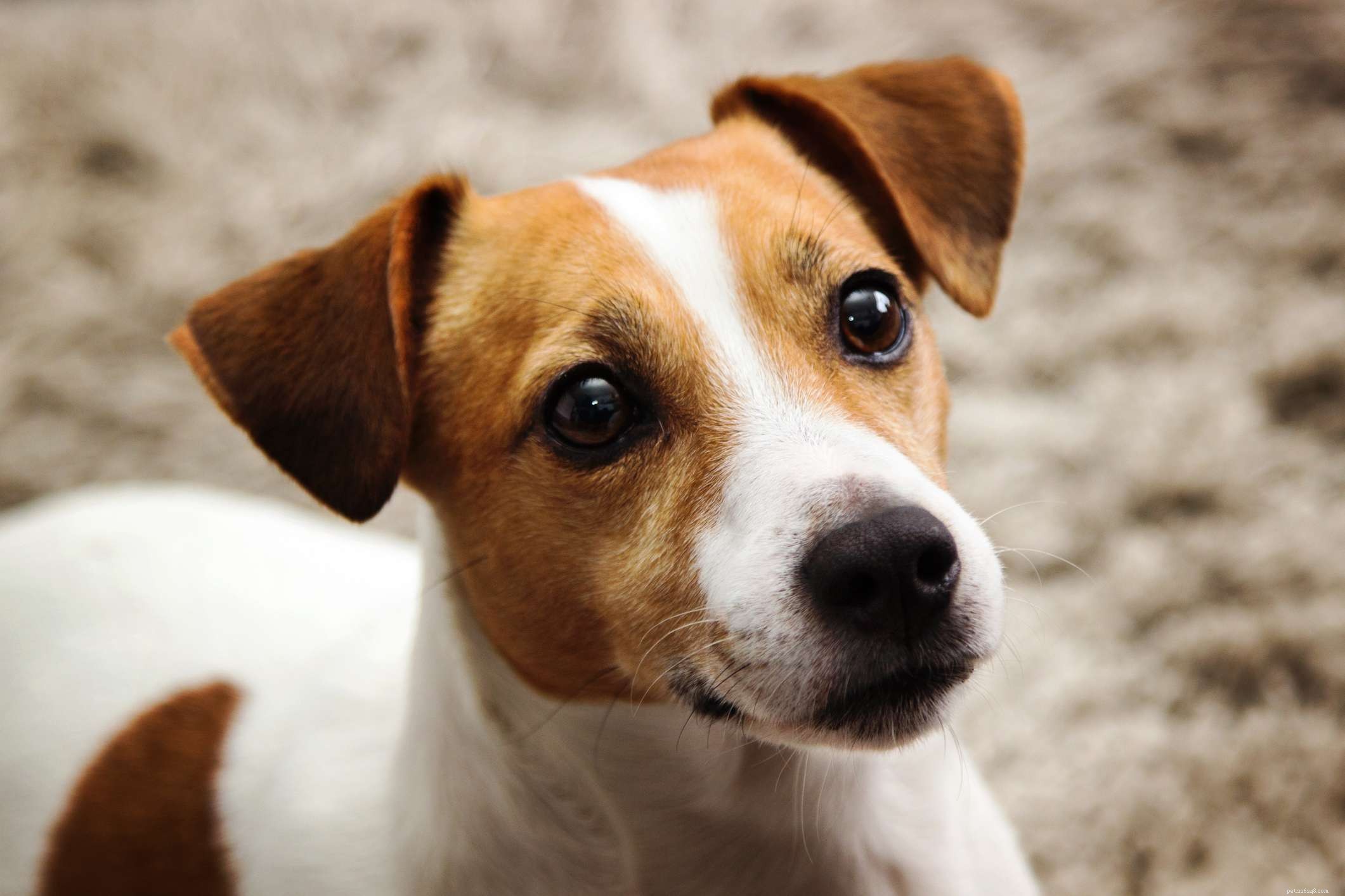 Top 10 Most Intelligent Dog Breeds: Choose Wisely