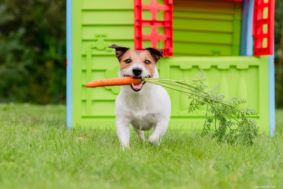 Safe and Nutritious Vegetables Dogs Can Enjoy