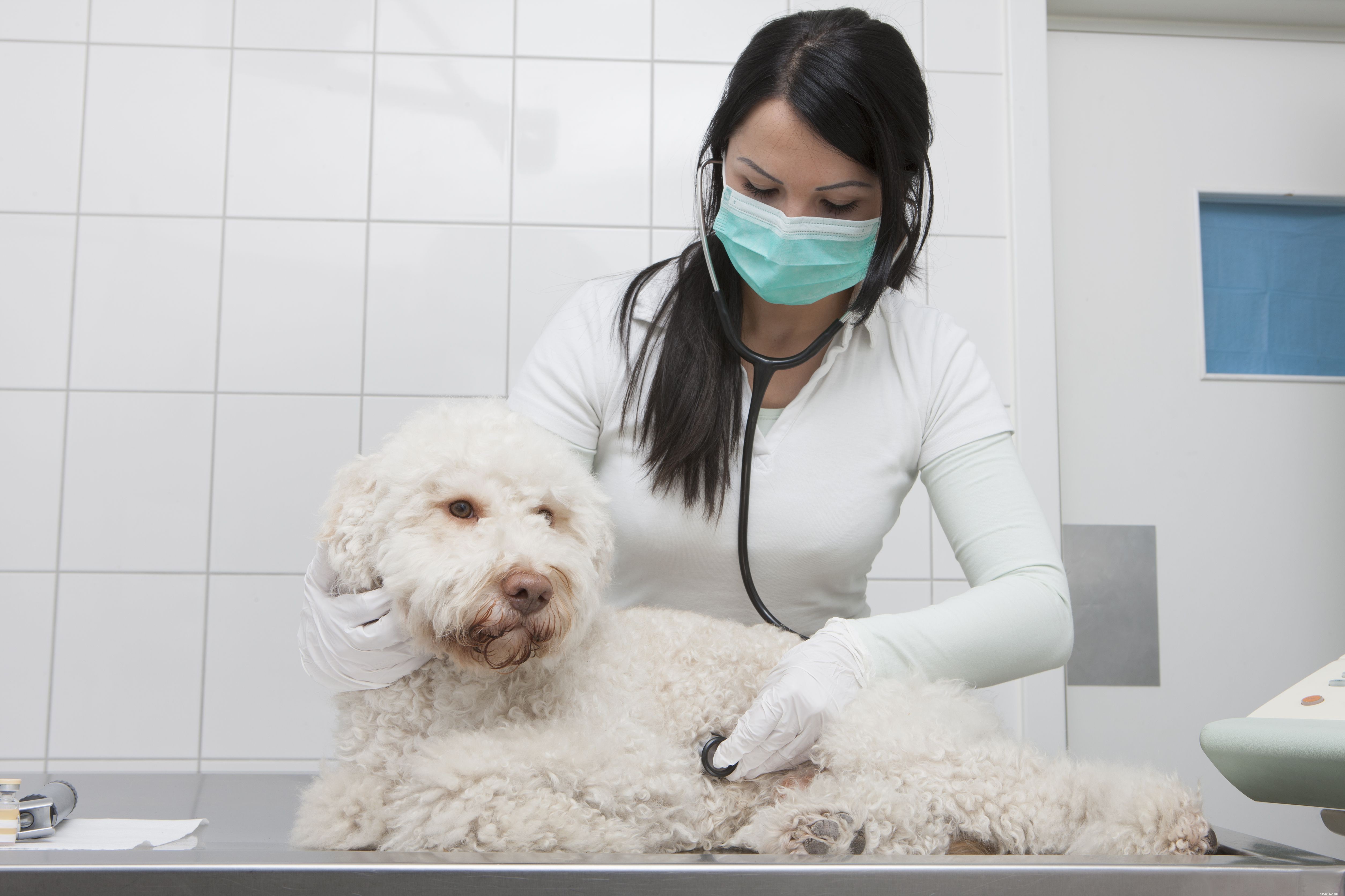 Top 9 Health Issues Common in Senior Dogs